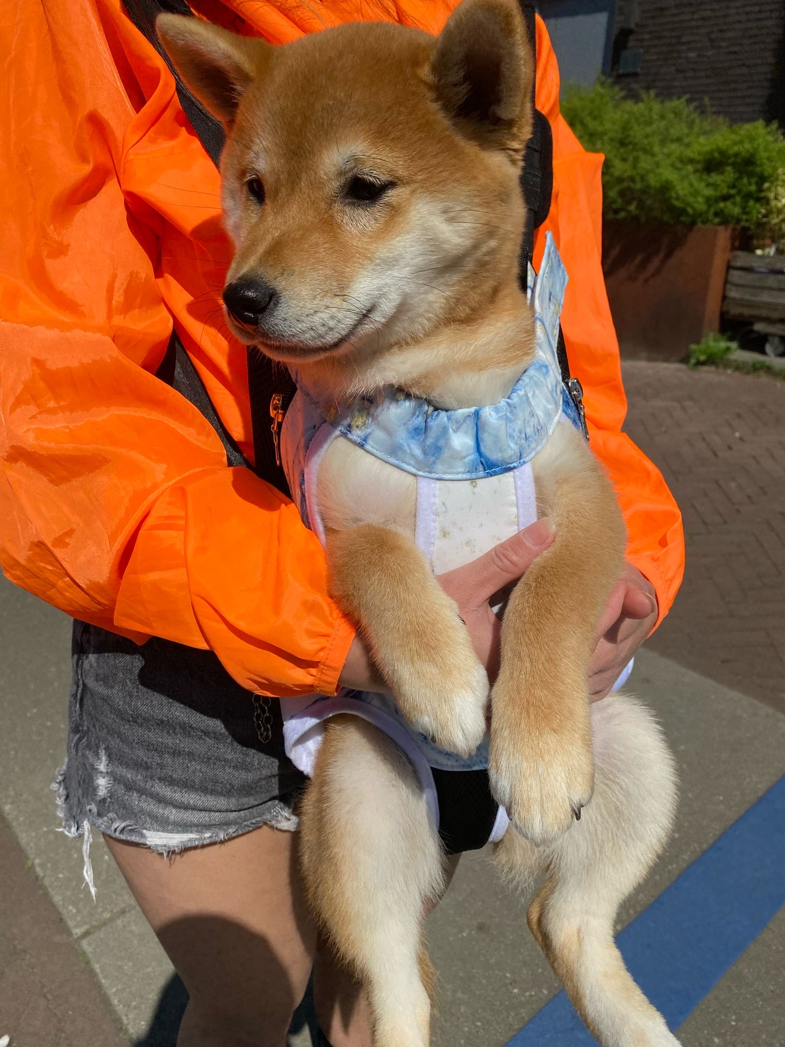 image-8