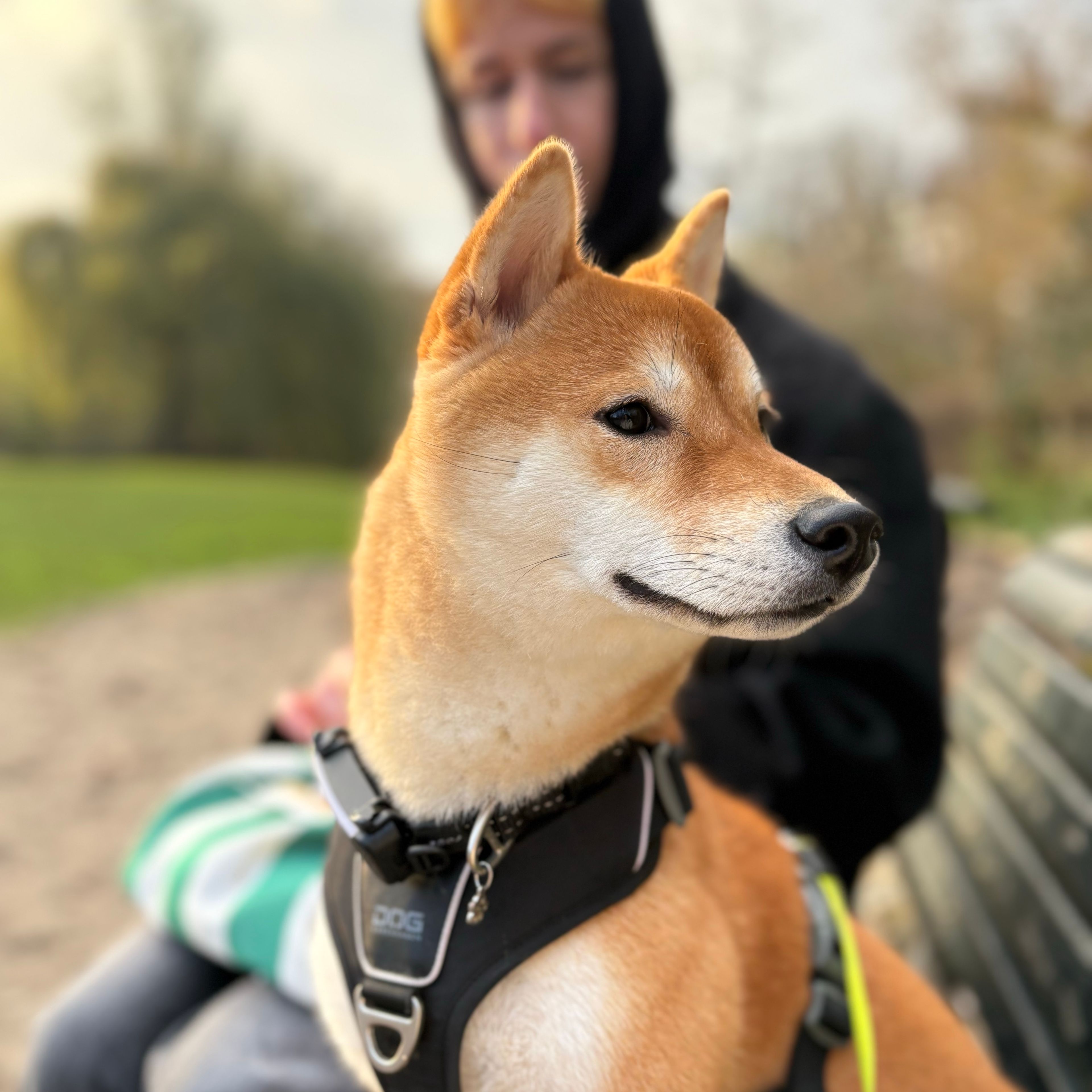 Zorrita