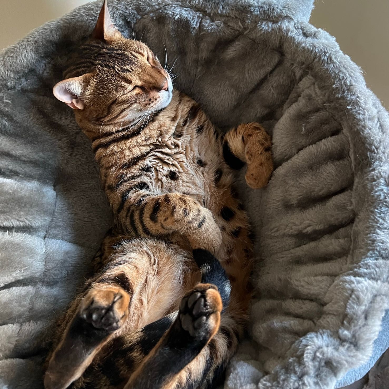 Luci