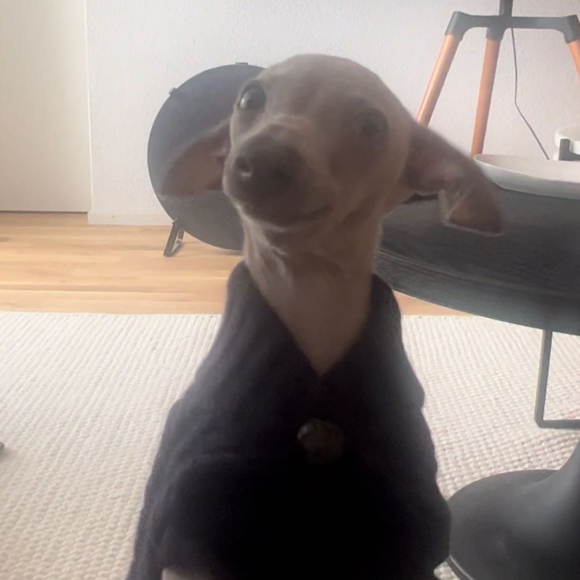 Hugo 