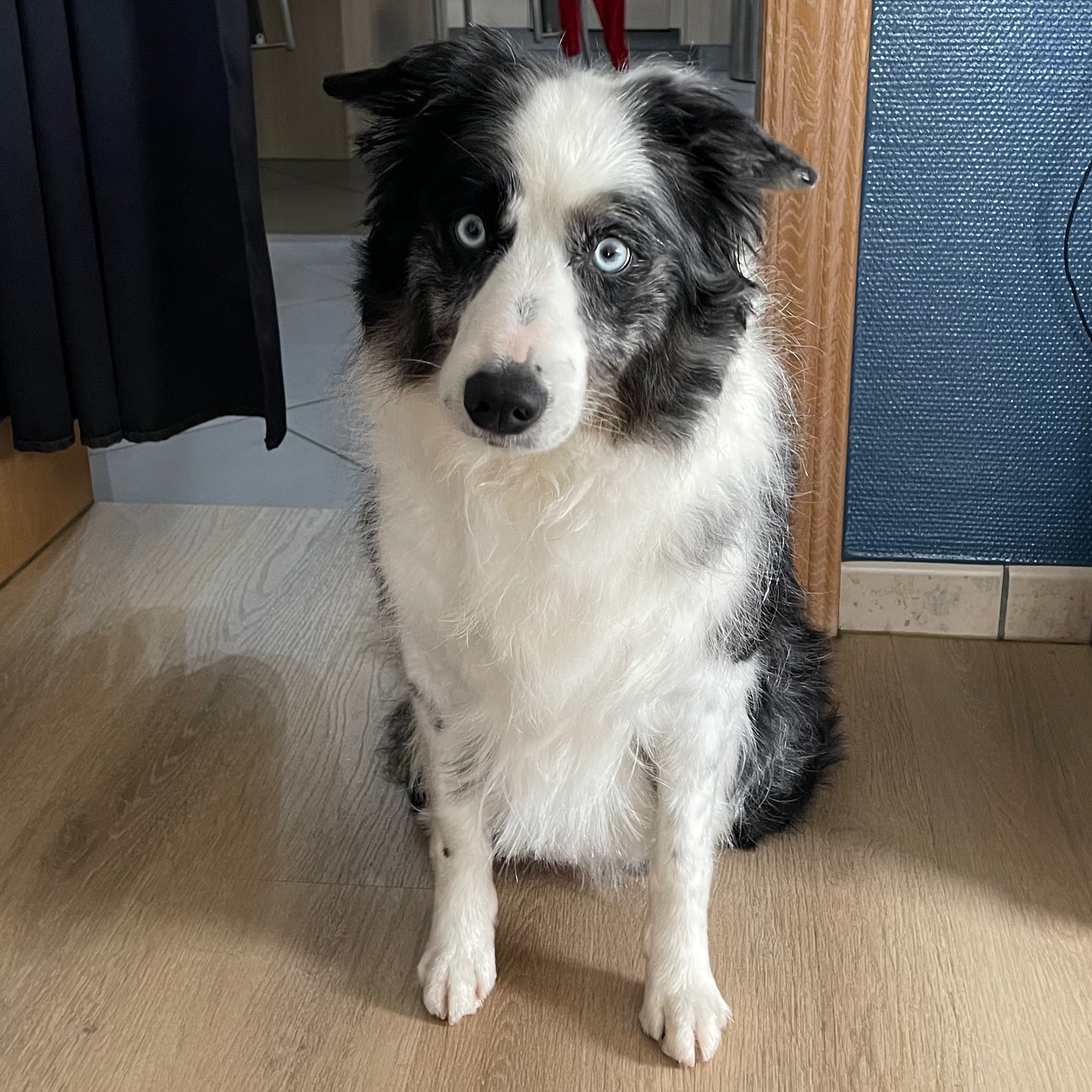 Nala