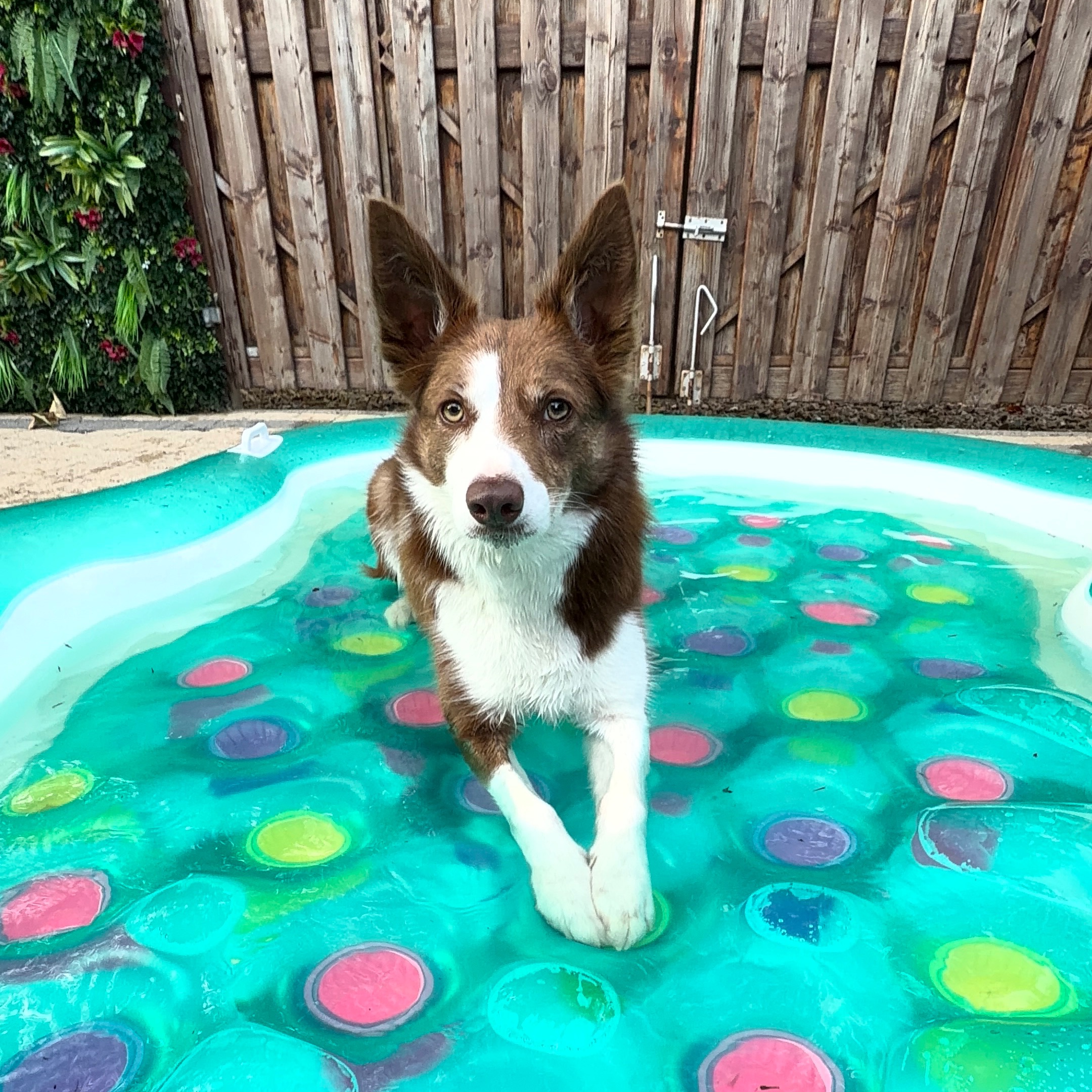 Vixey
