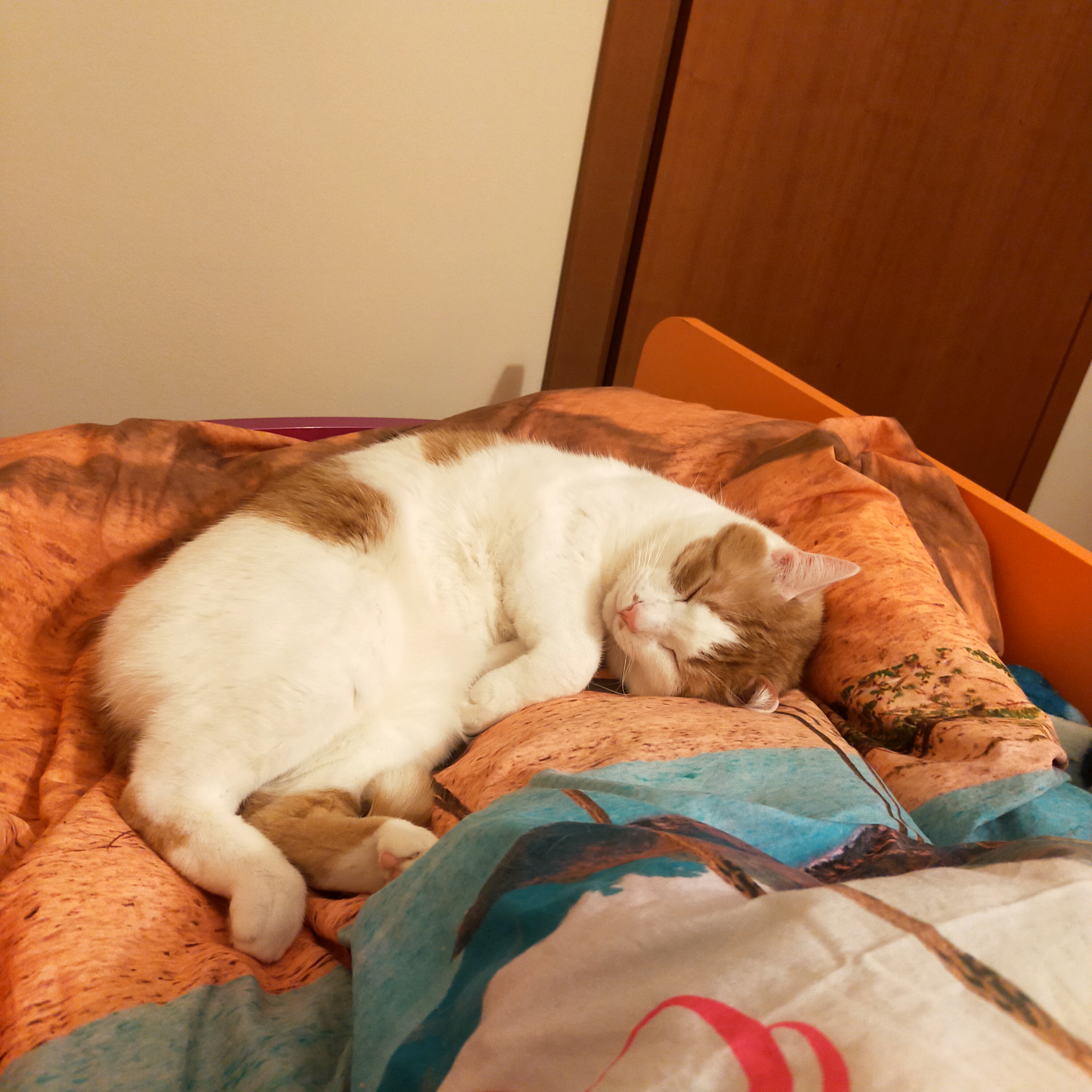 image-7