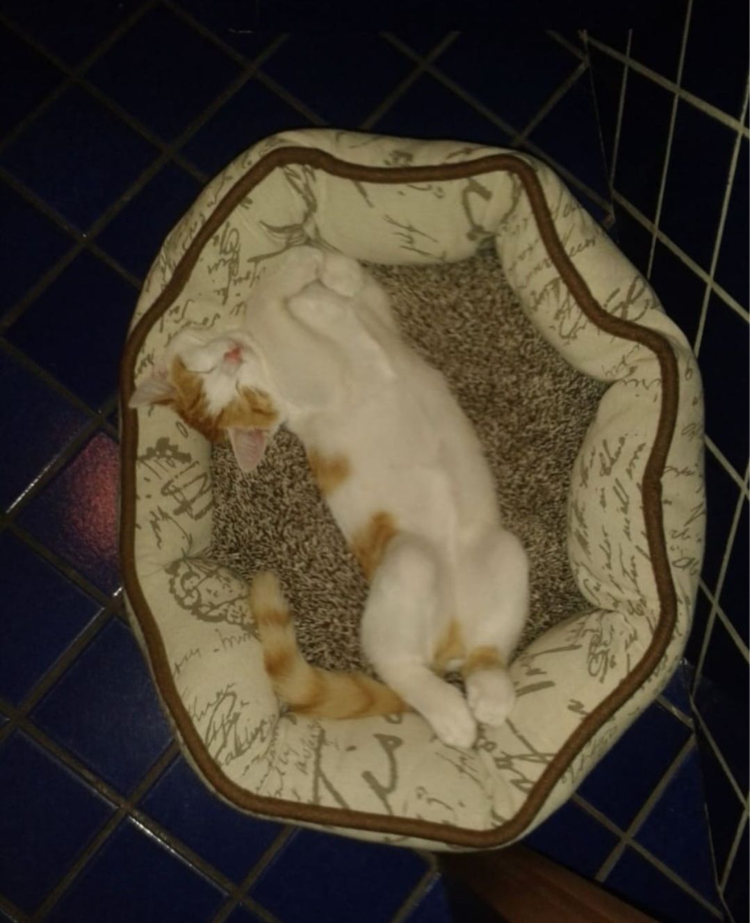 image-6