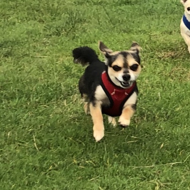 Hugo