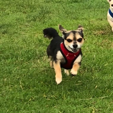 Hugo