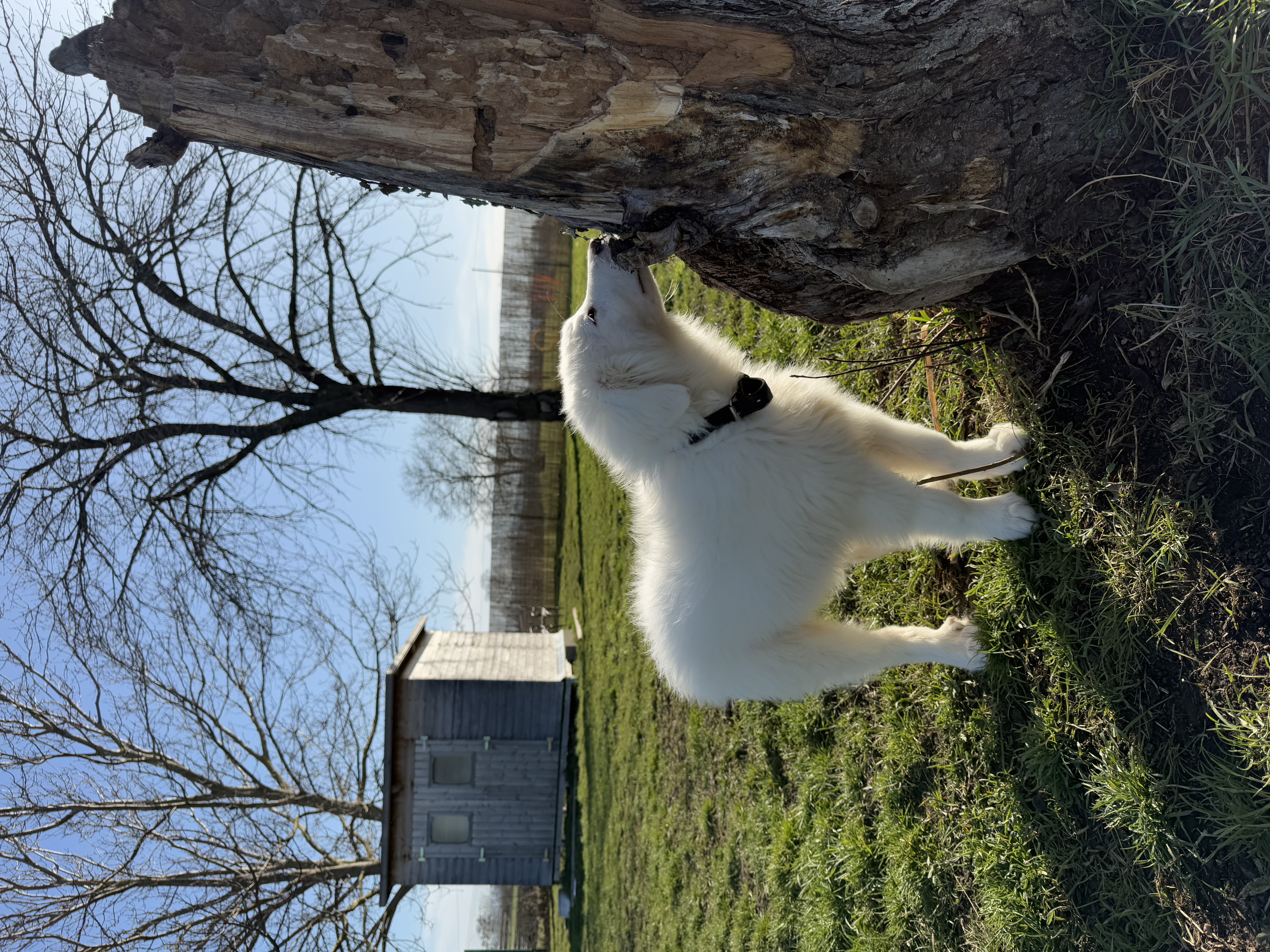 image-16