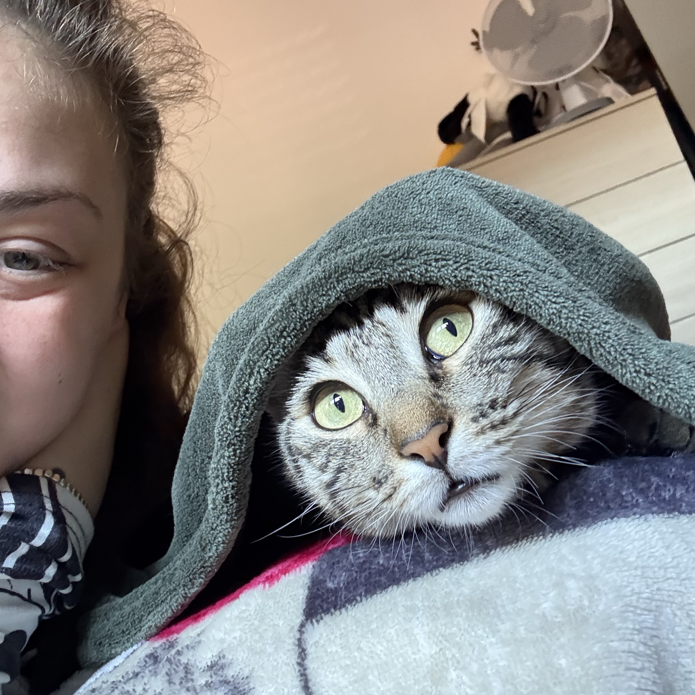 Tigra