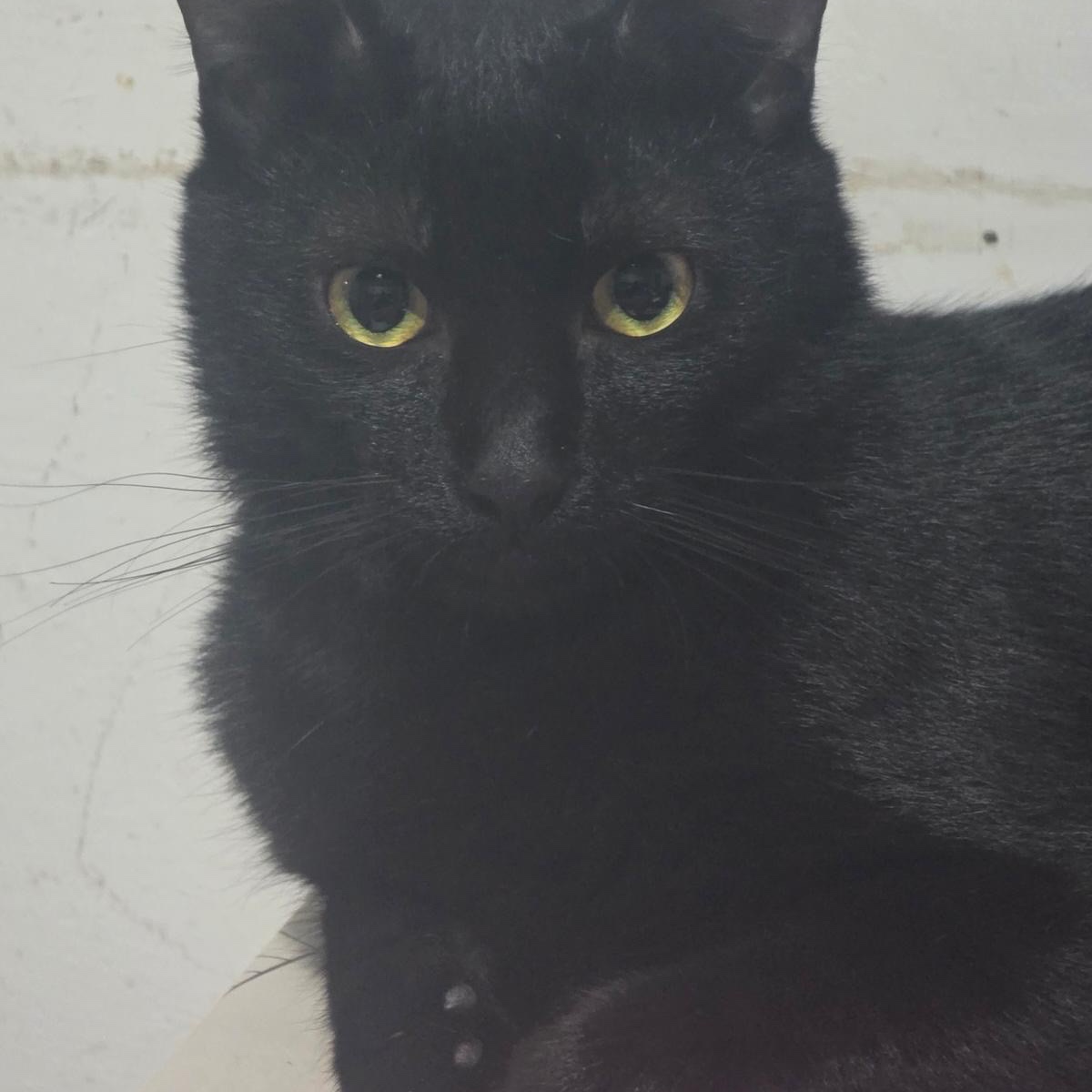 Salem