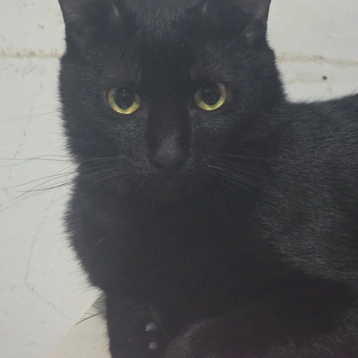 Salem