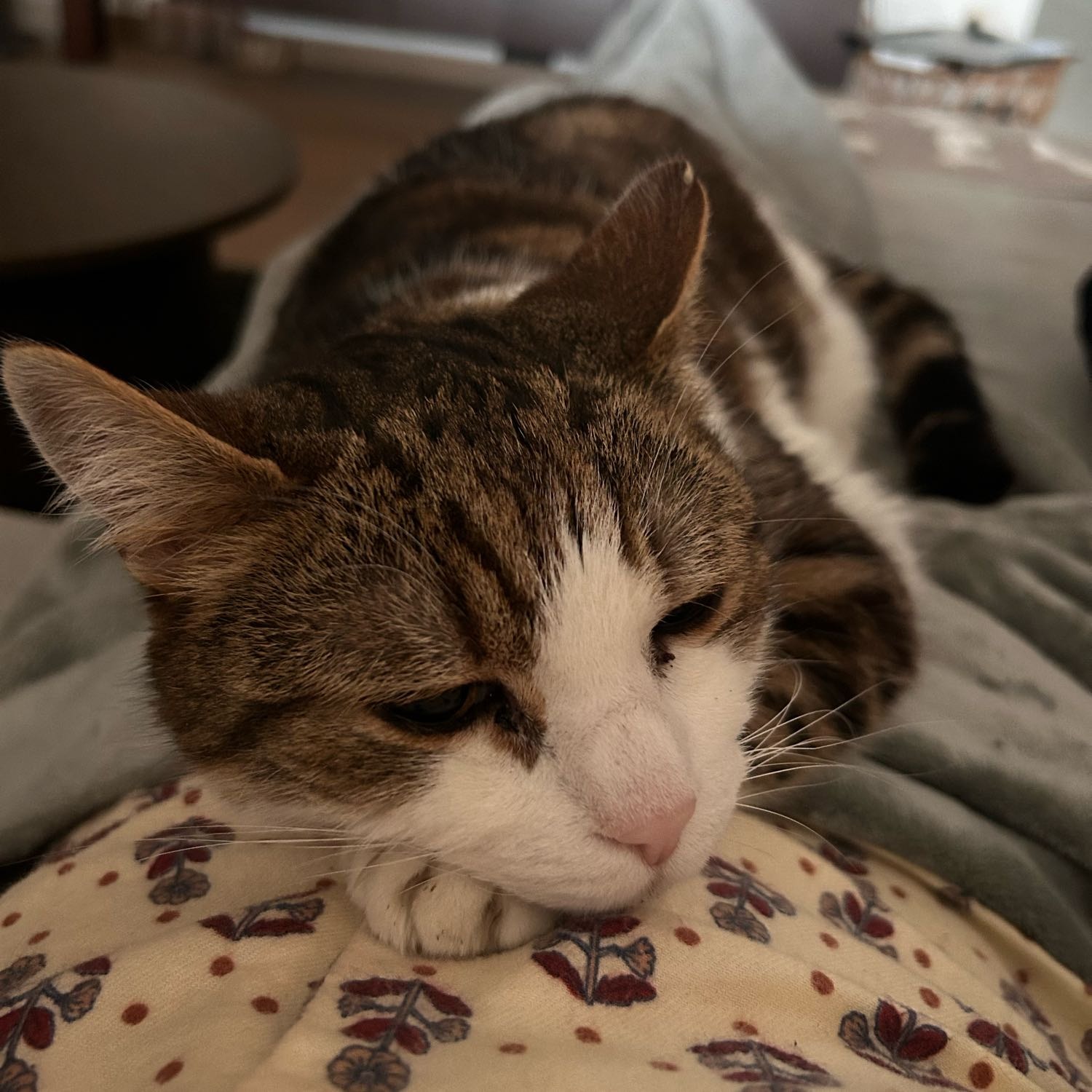 Tijger