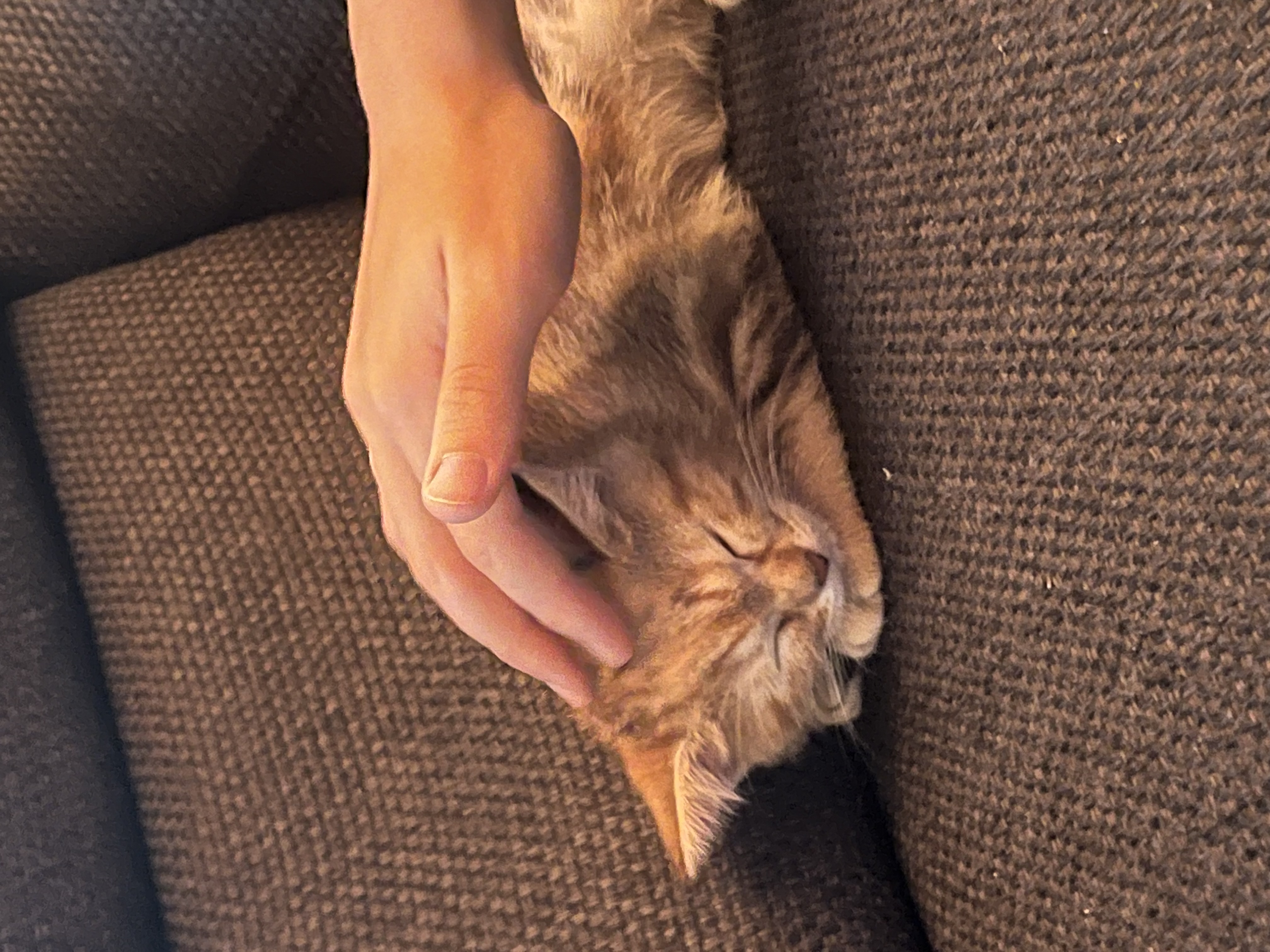 image-7