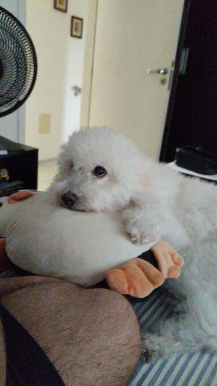 image-7
