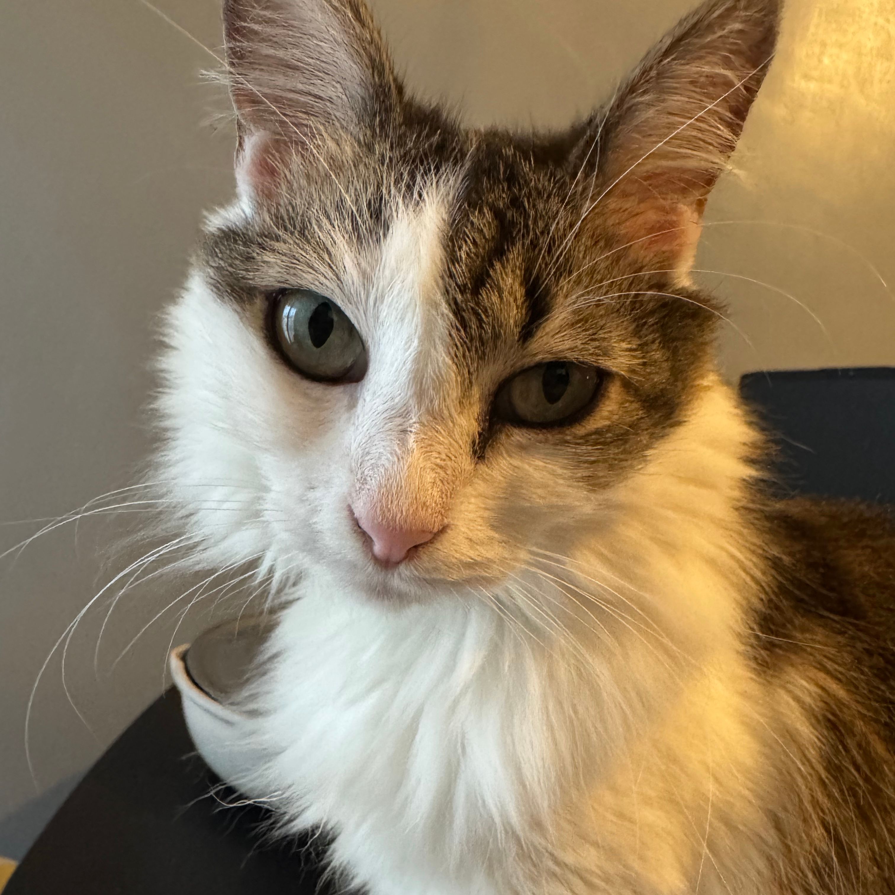 Ludmilla
