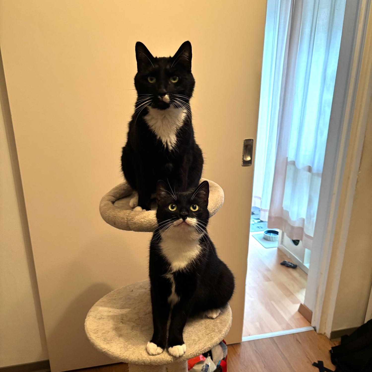 Luma und Loki