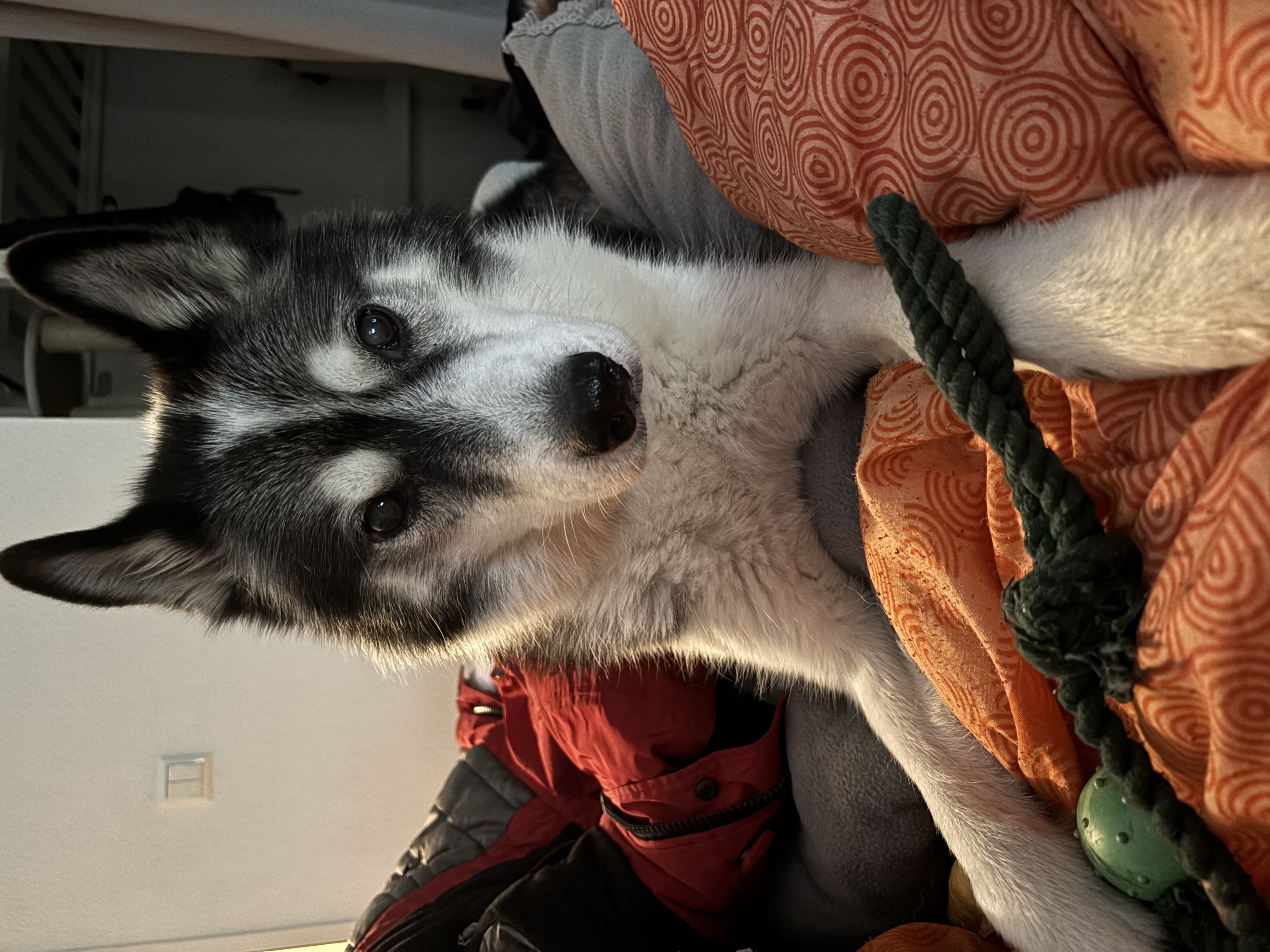 image-11