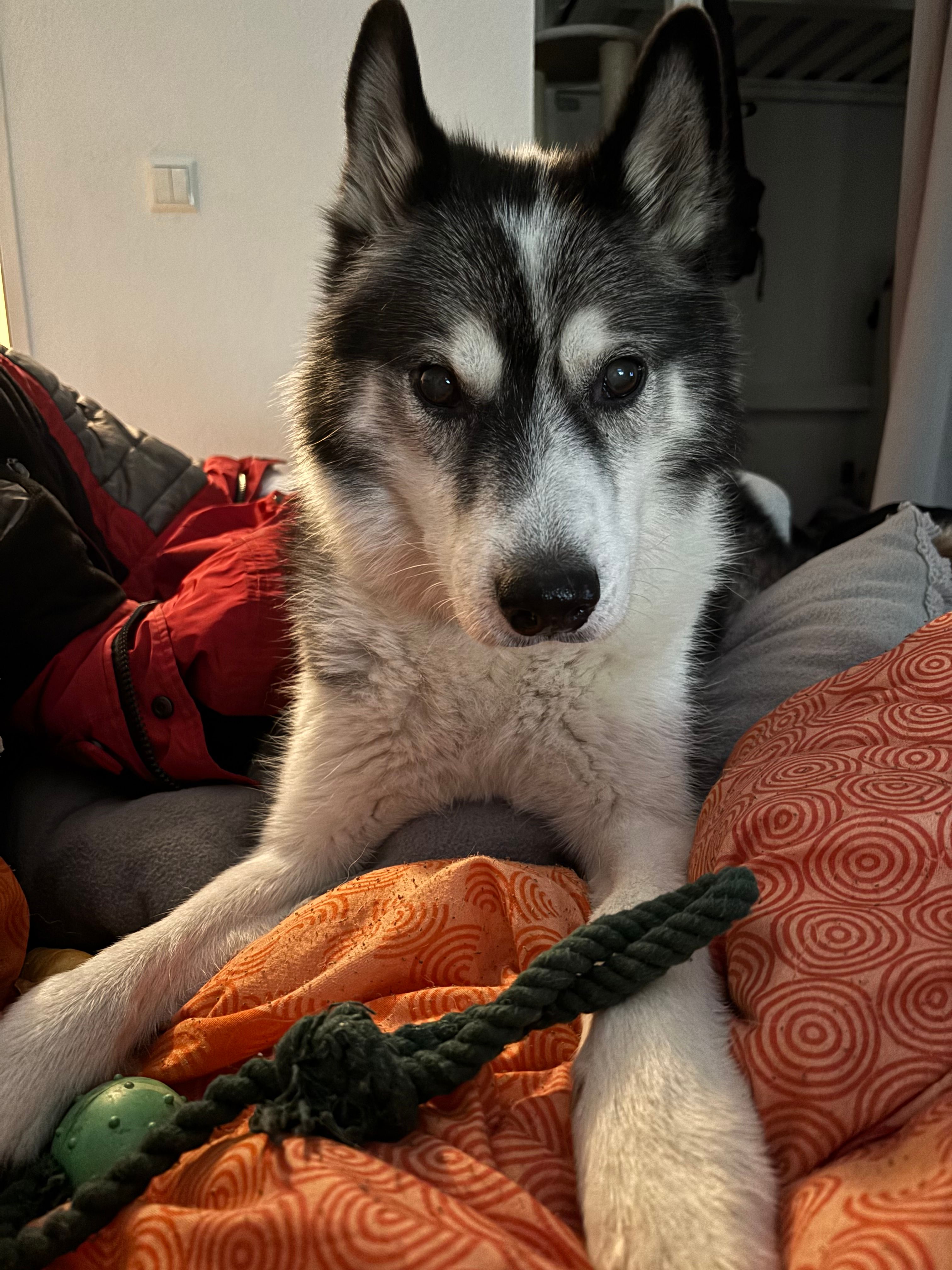 image-11