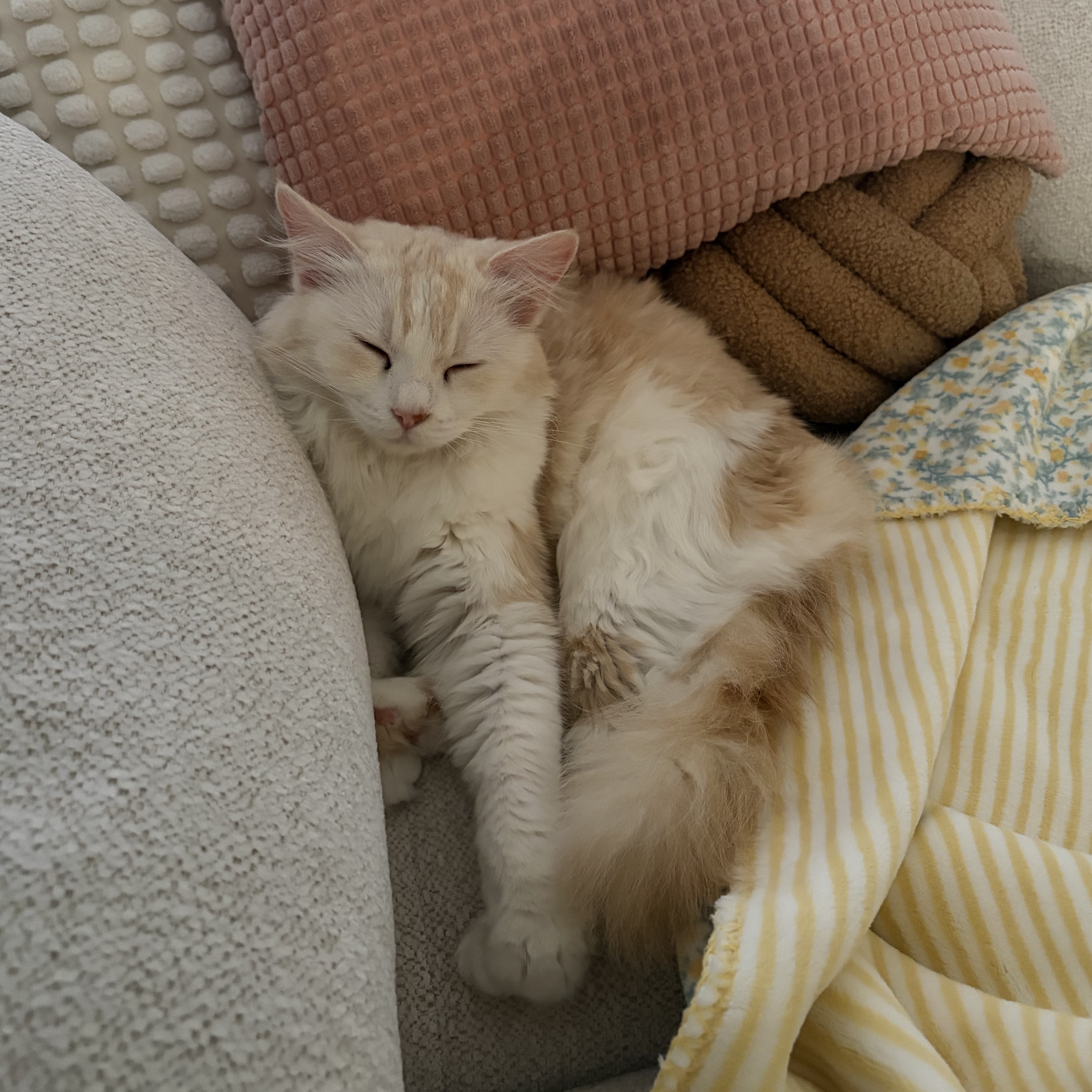 Chloé 