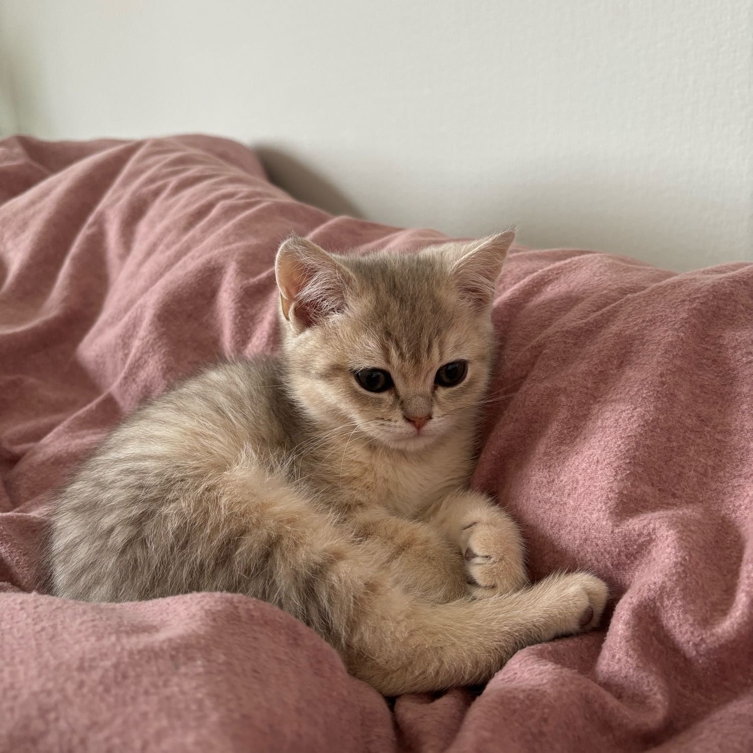 Lou