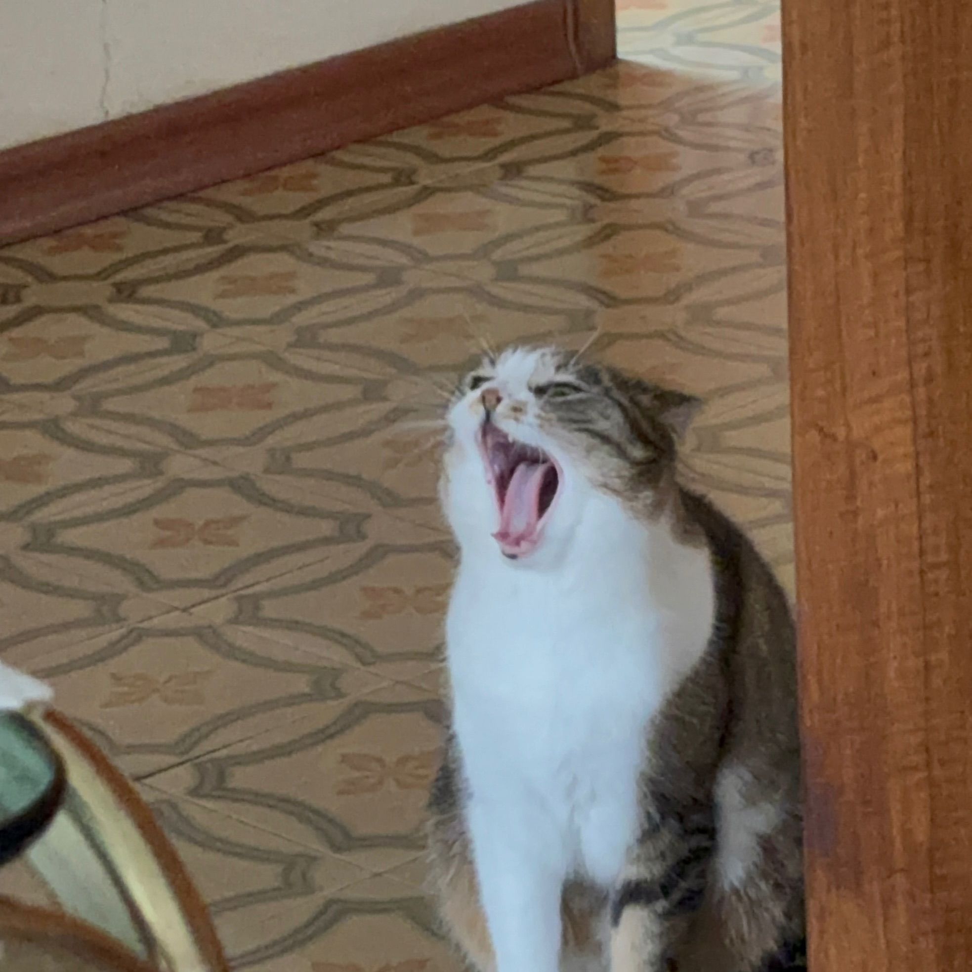 Mia