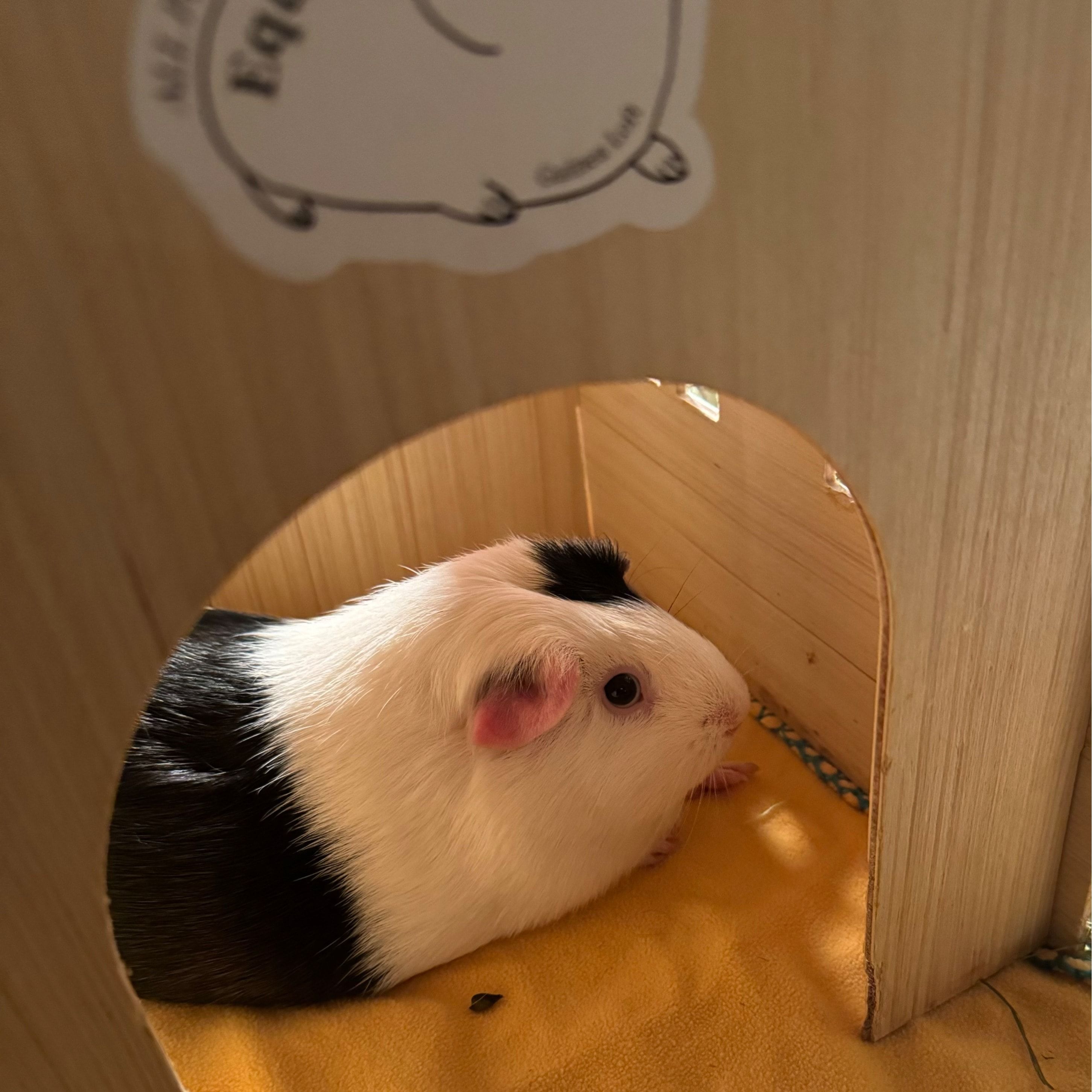 Suzie