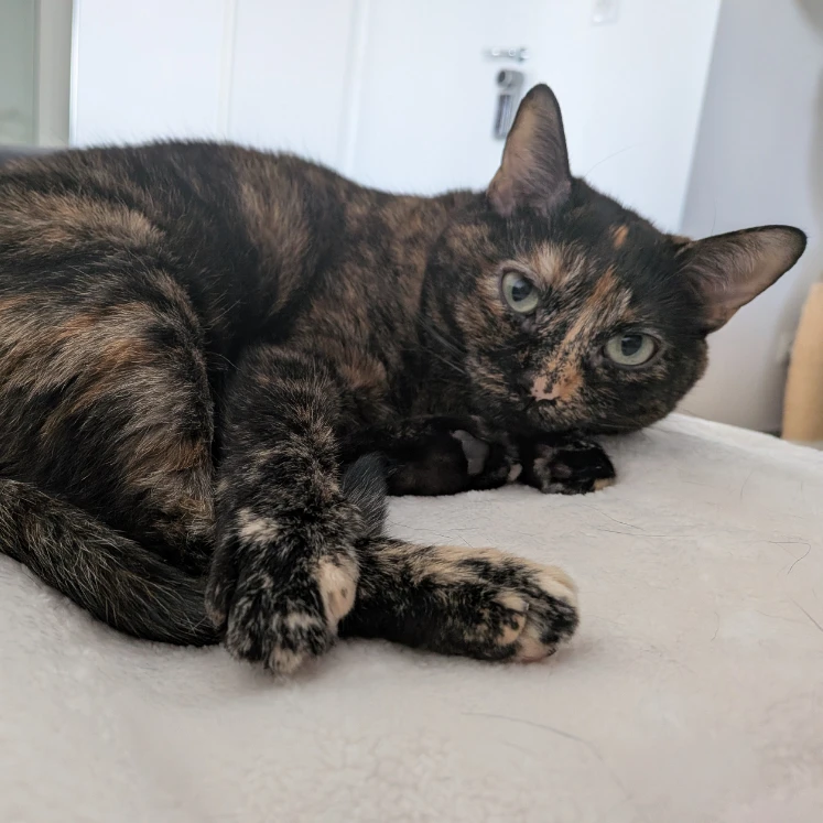 Mia