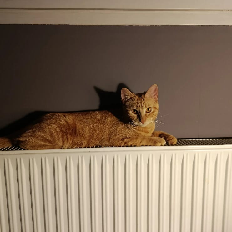Hermione