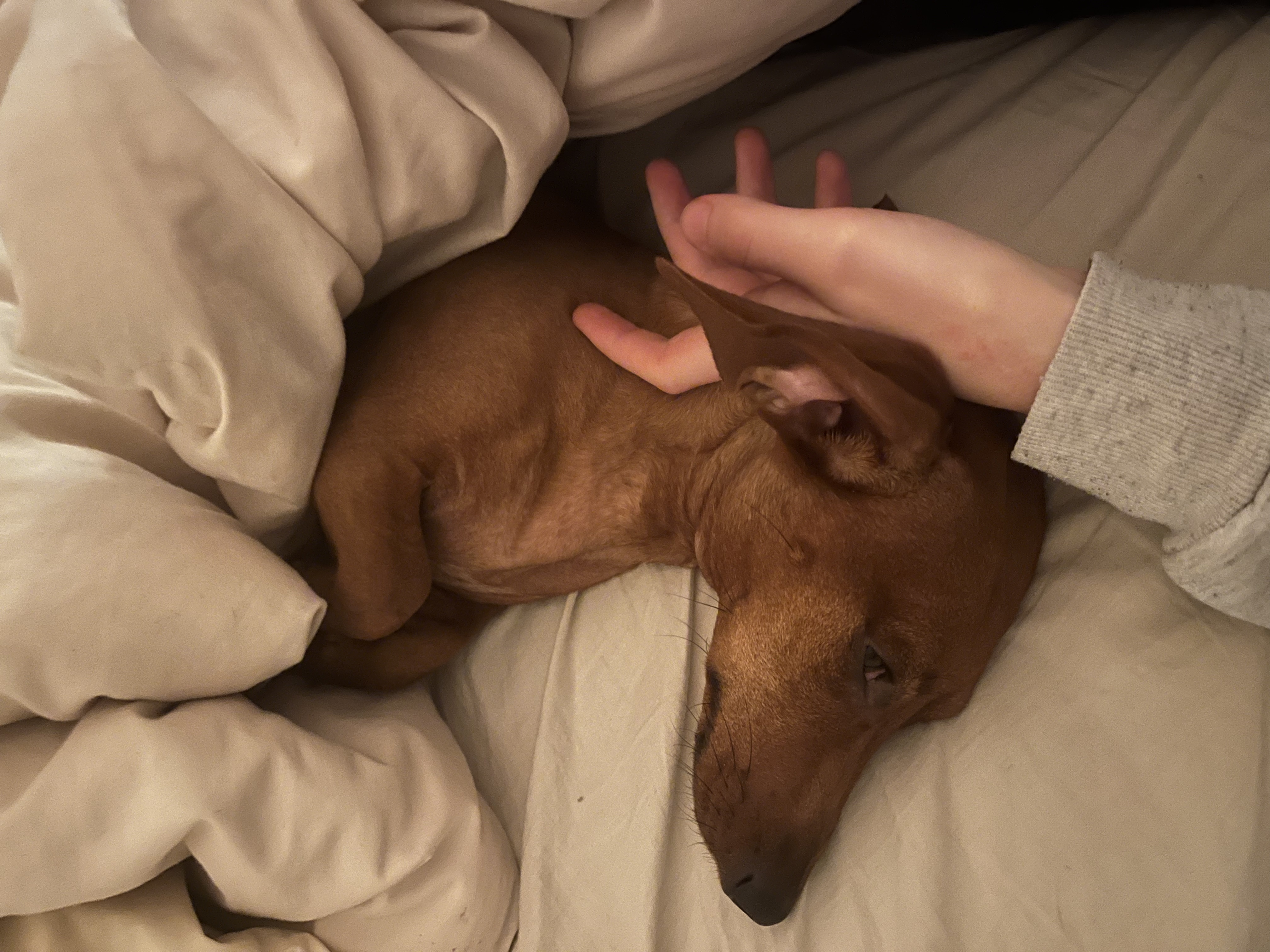 image-8