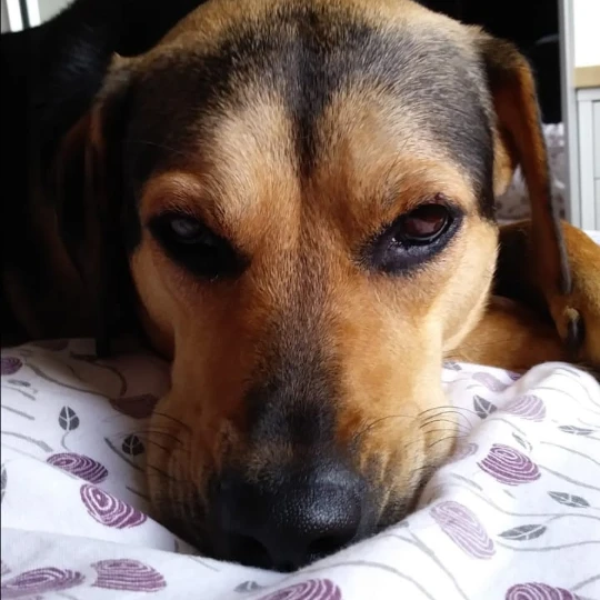 Tula