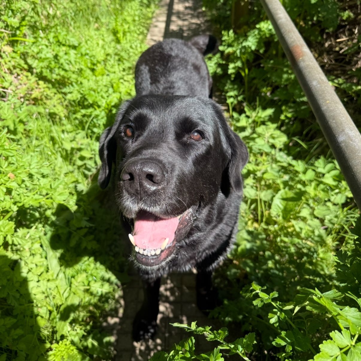 Bear (Jango)