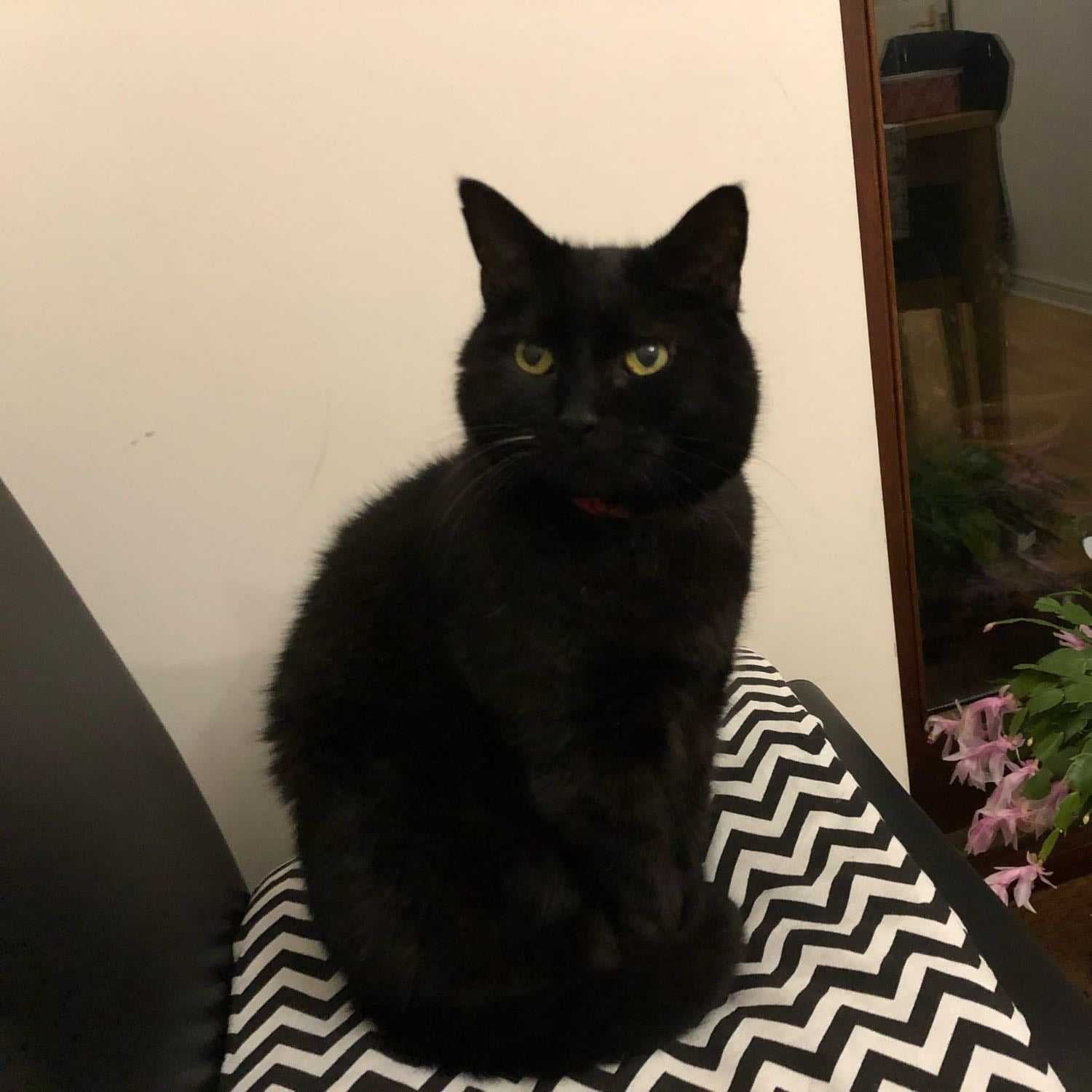 Stevie (died at age 14)