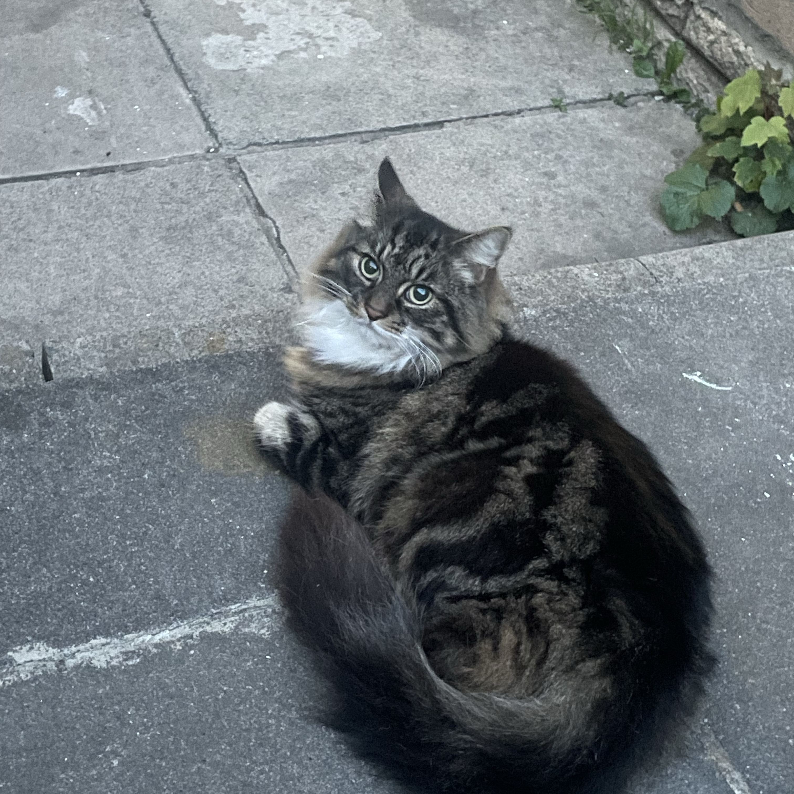 Milo