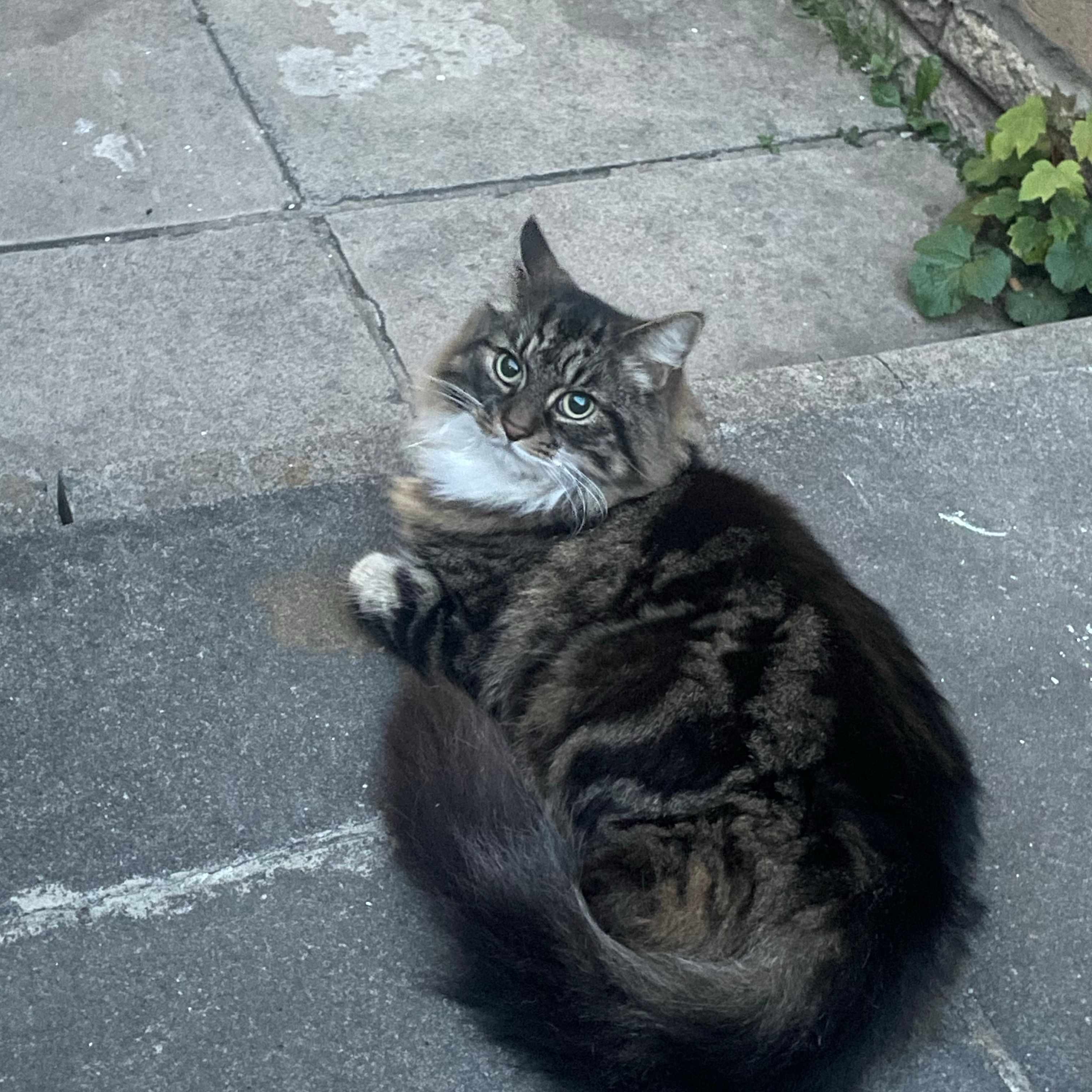 Milo