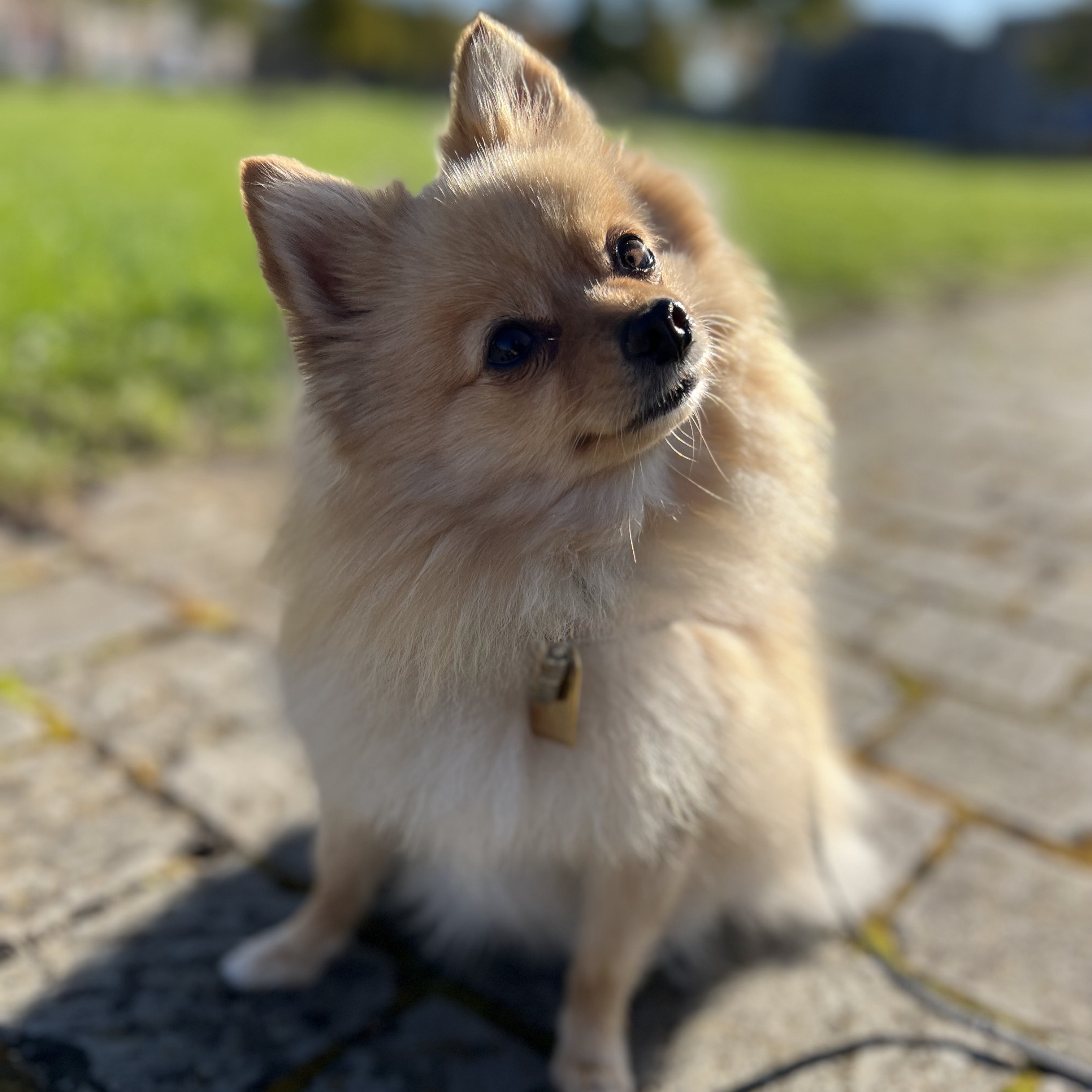 Rosie