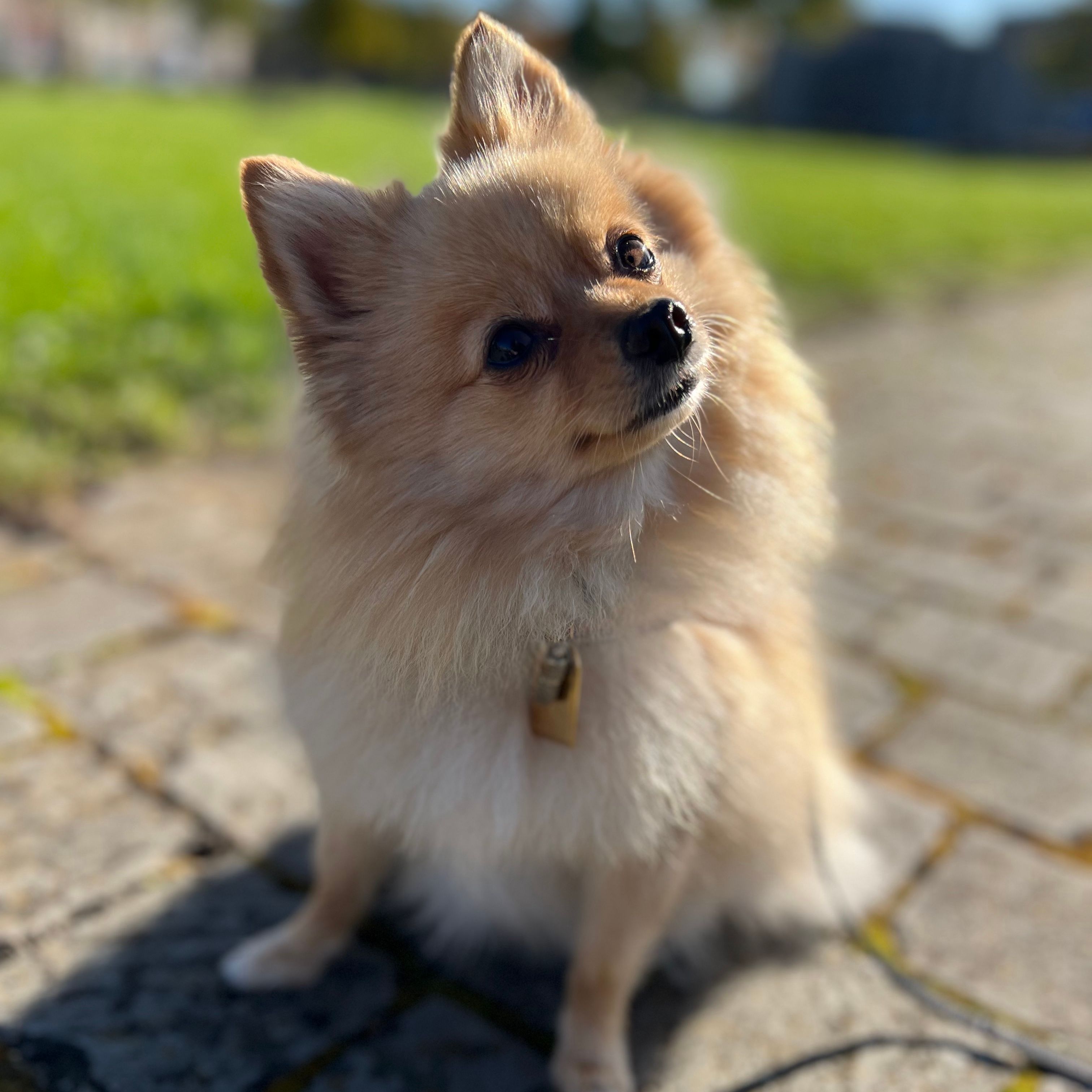 Rosie