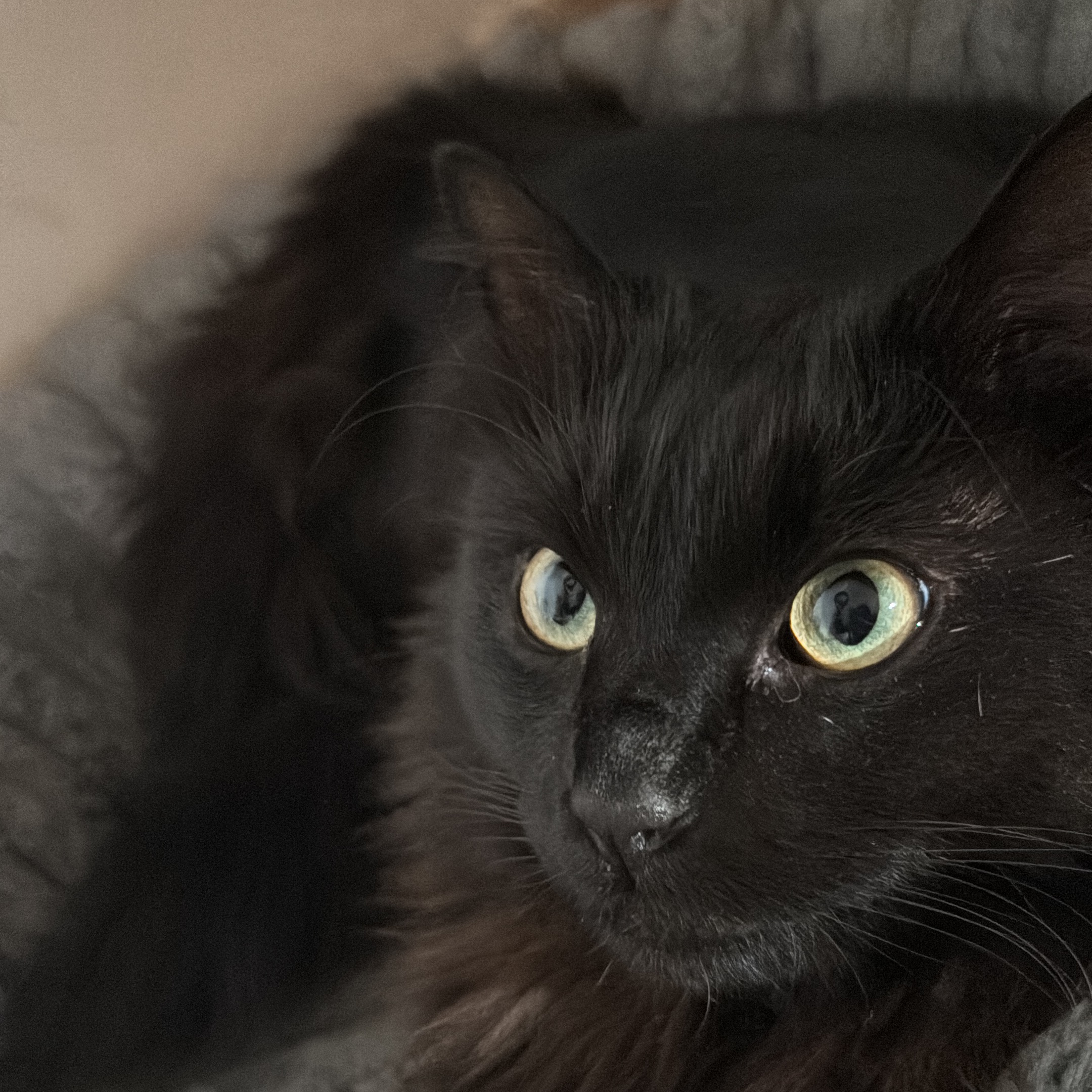 Ciccio