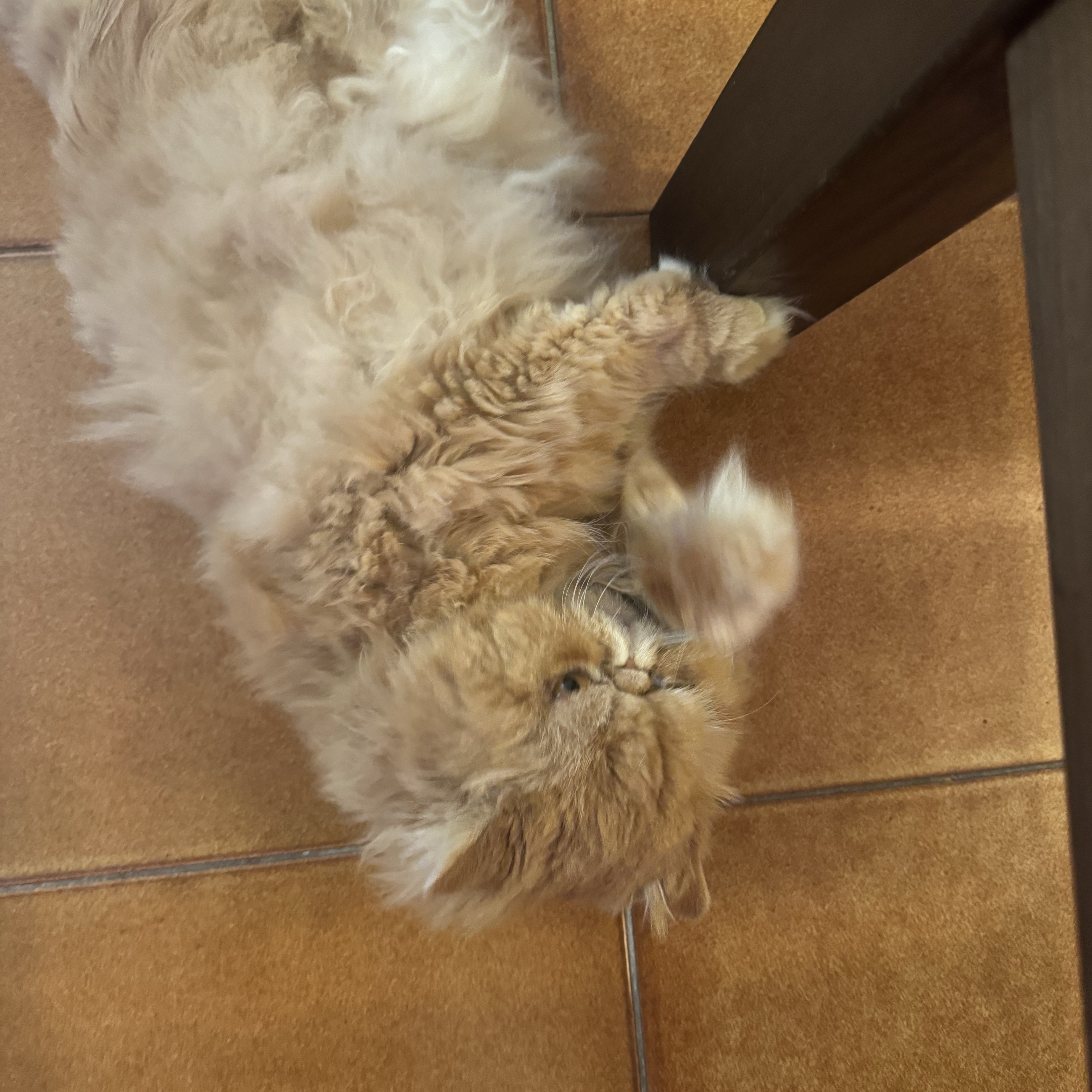 Remo