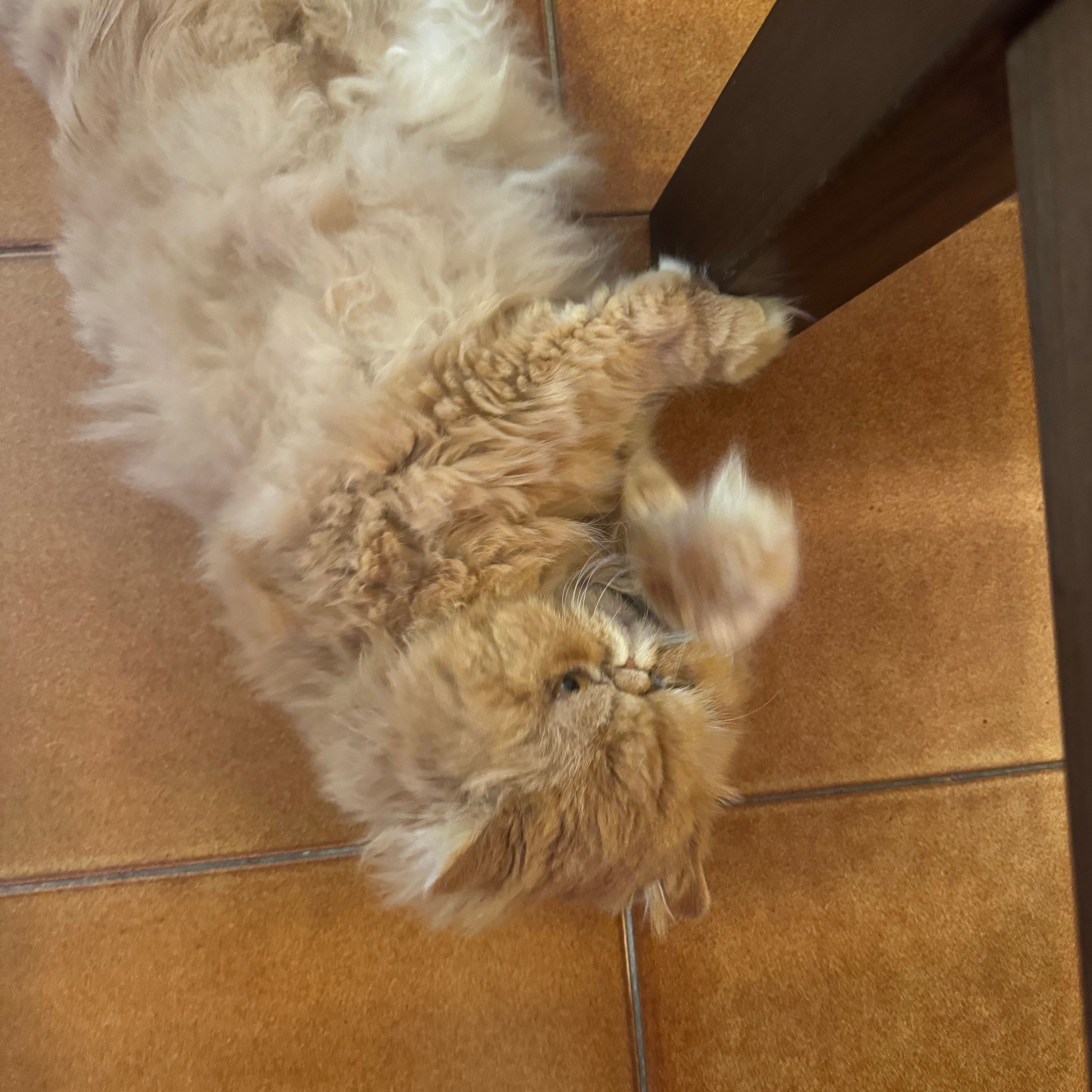 Remo