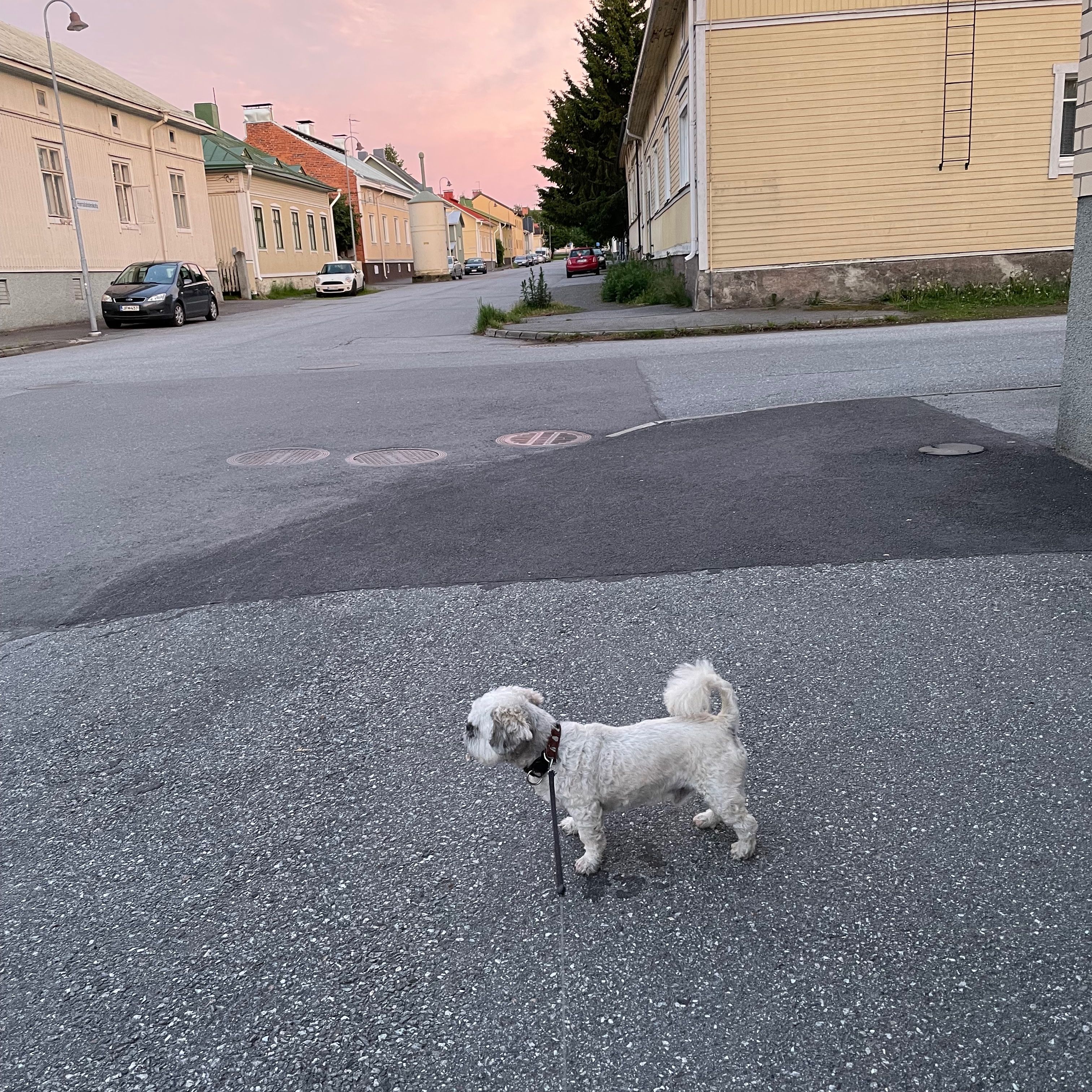 Tiina