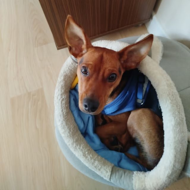 Scooby
