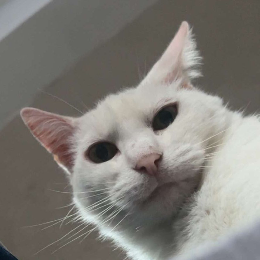 Elsa