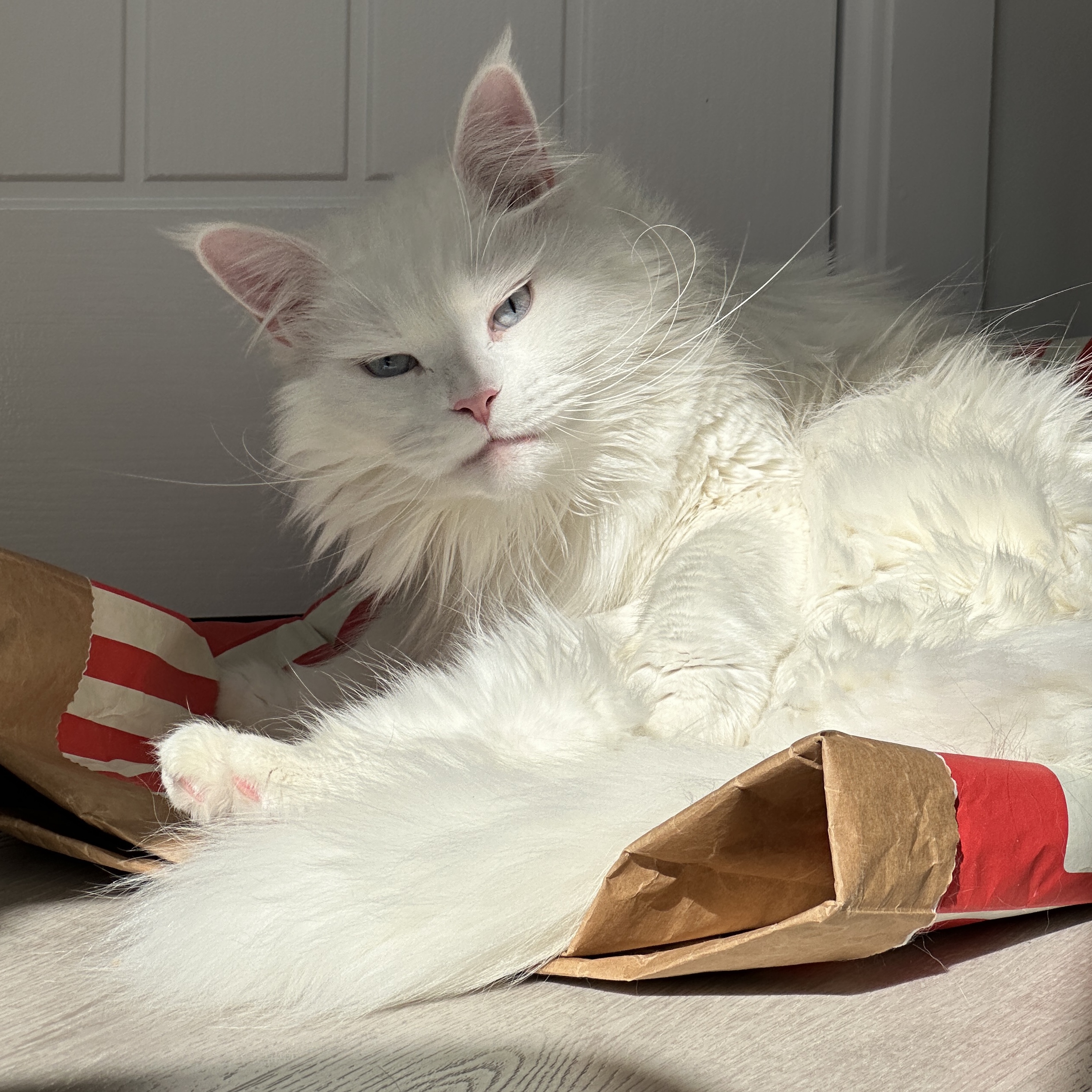 Diva