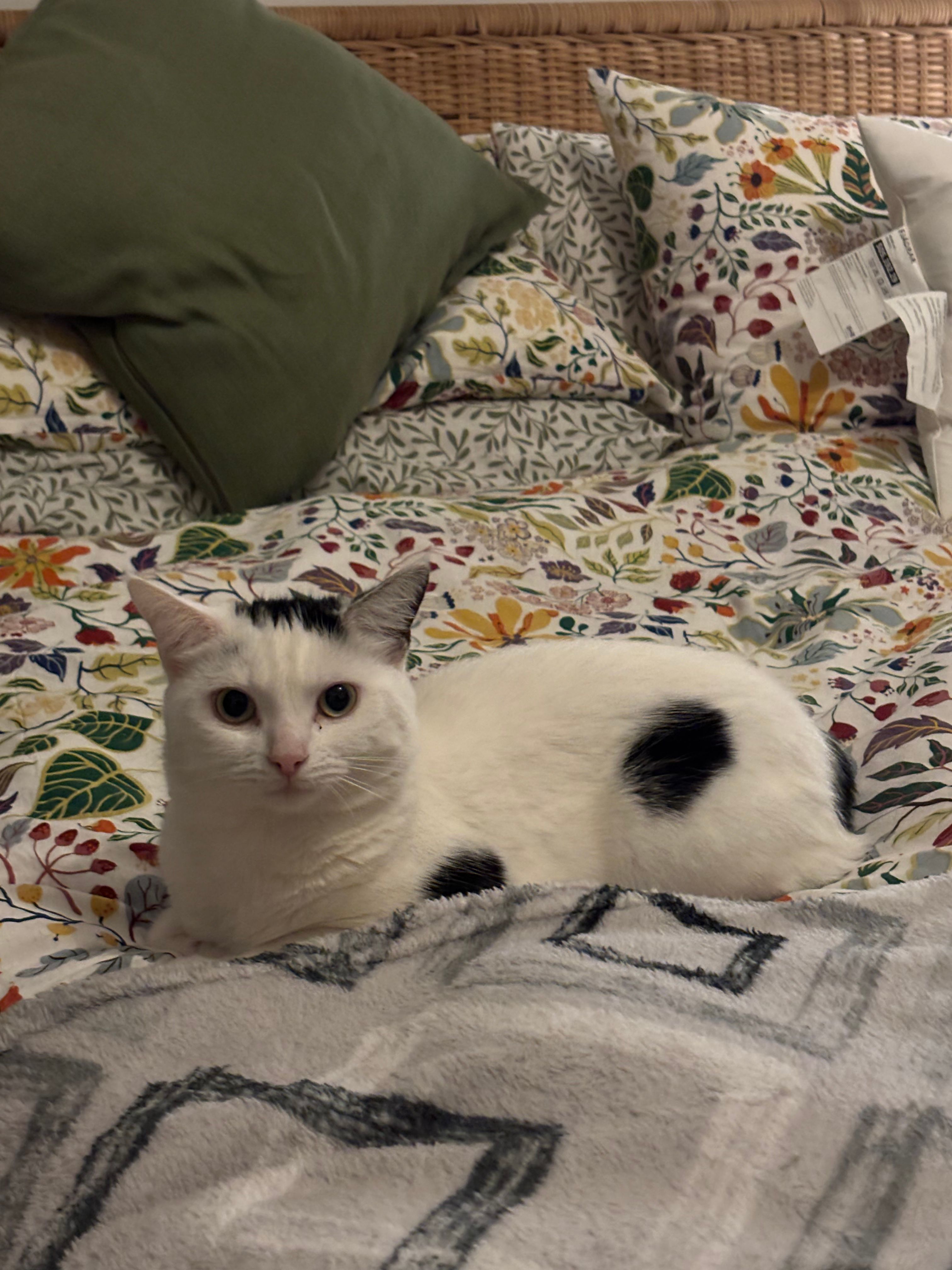 image-10