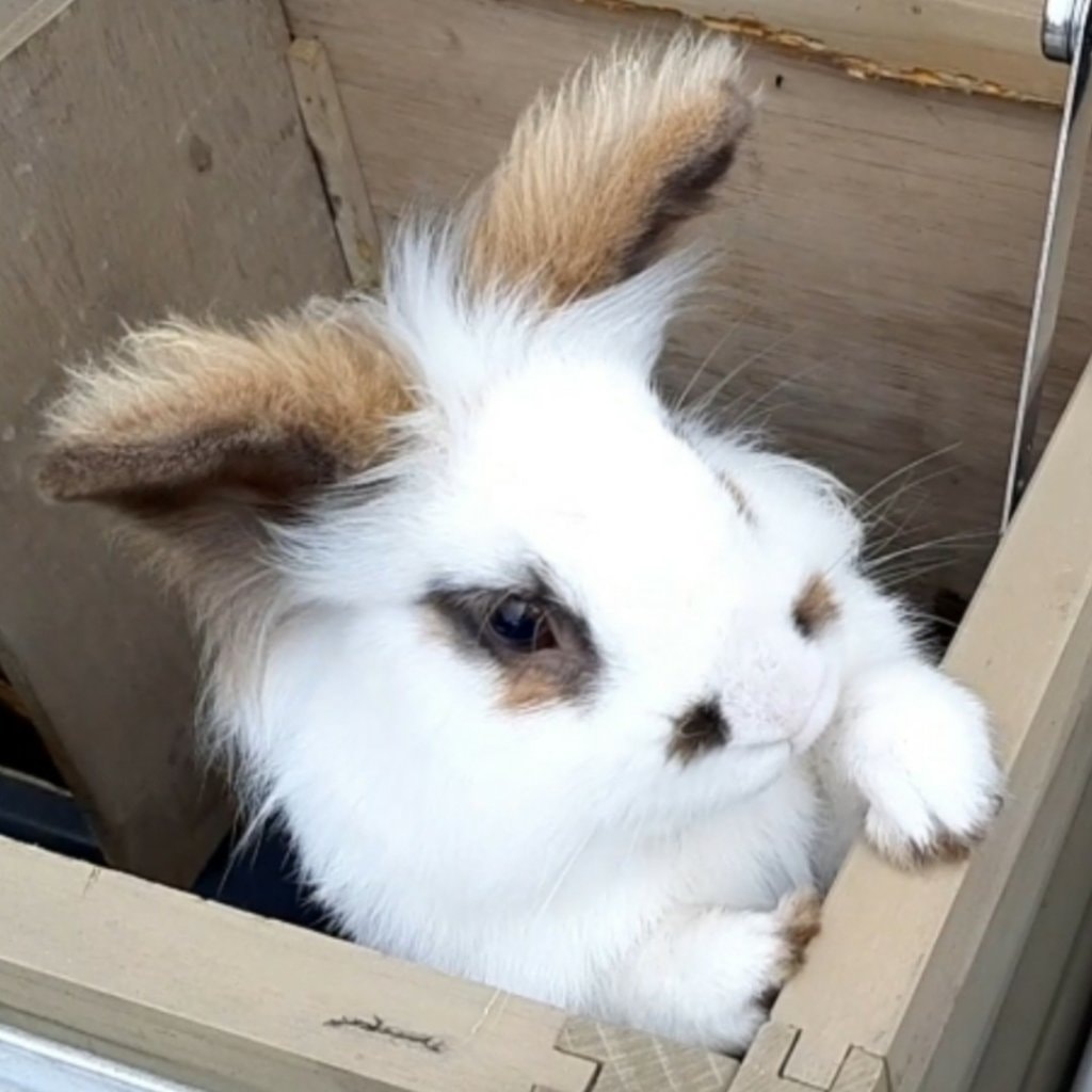 Binky