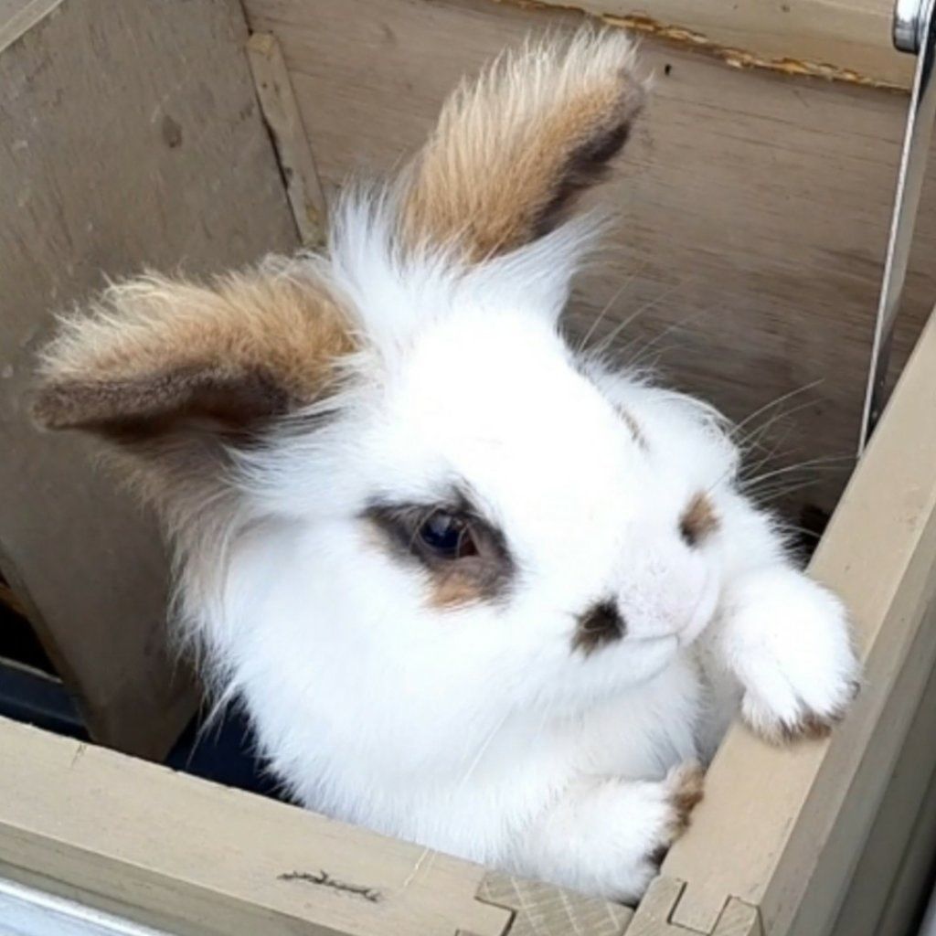 Binky