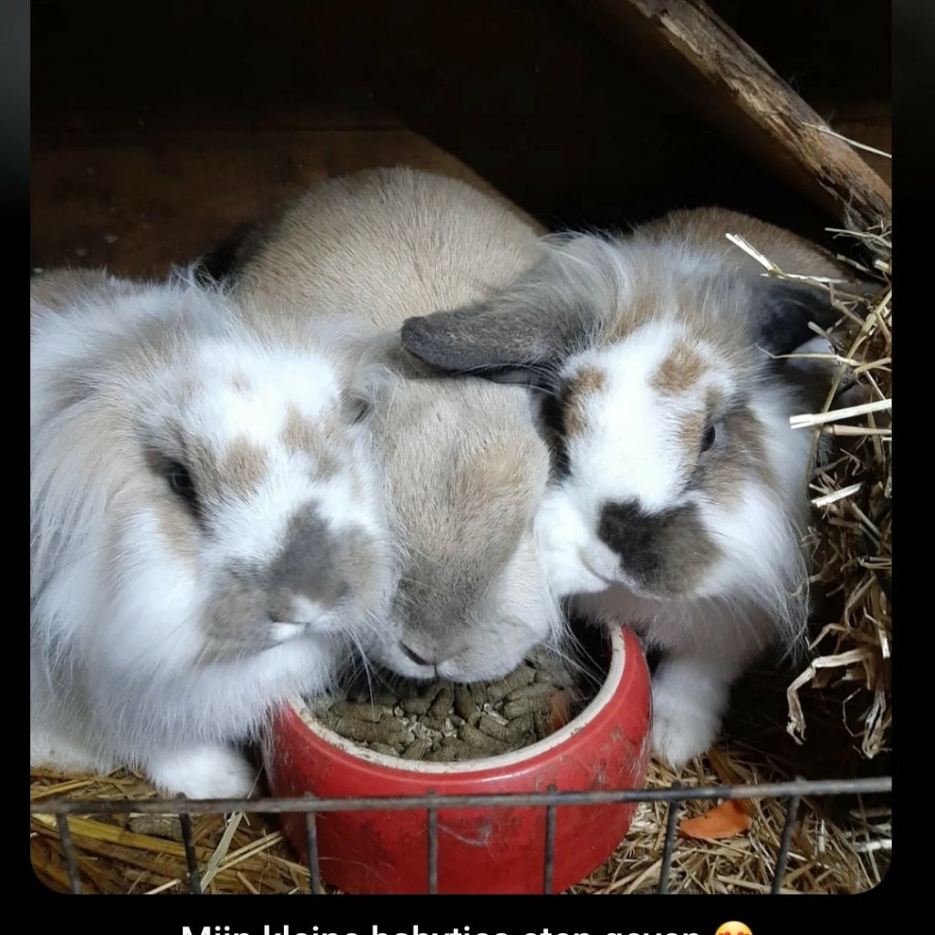 Bailey, Stella, Jupke