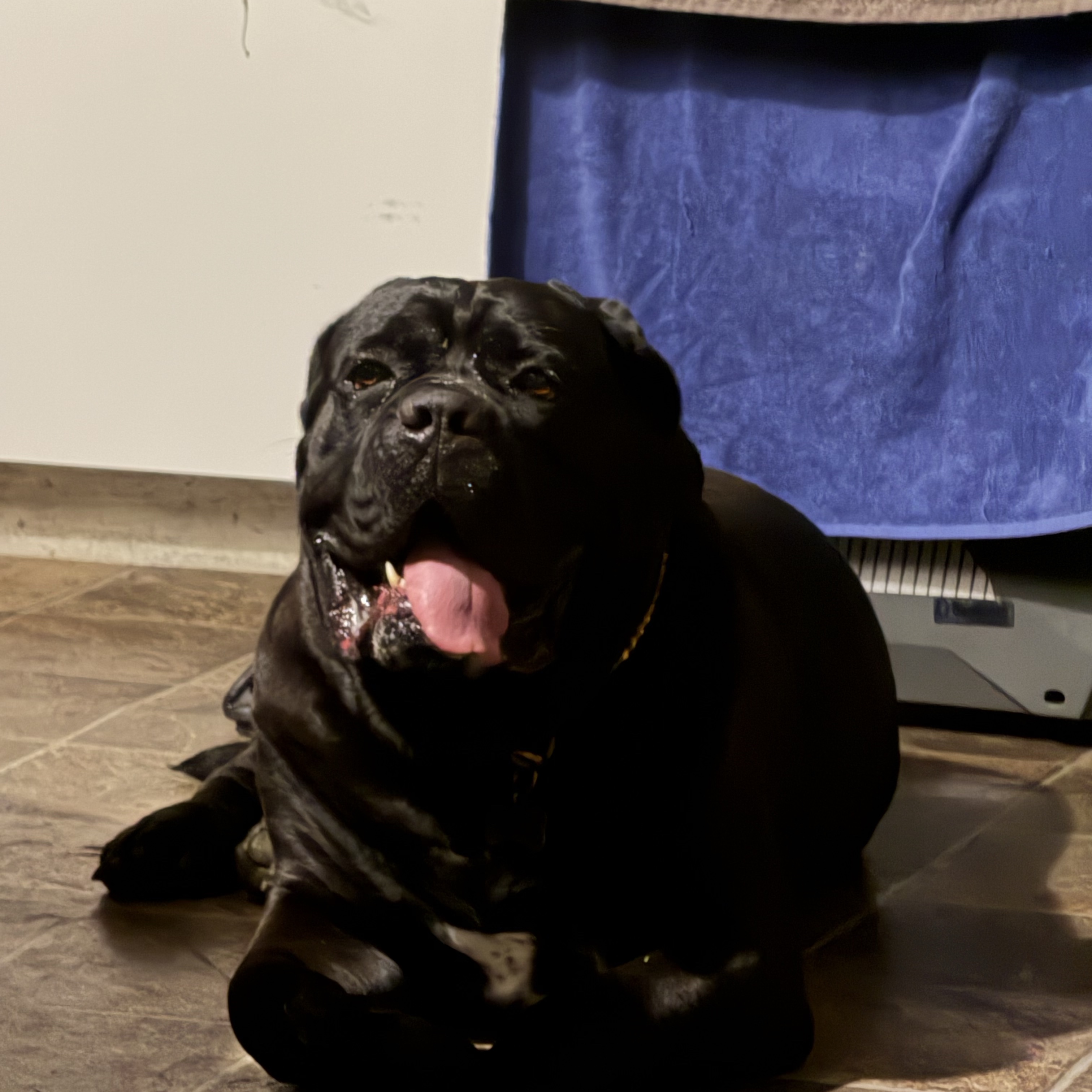 Duke