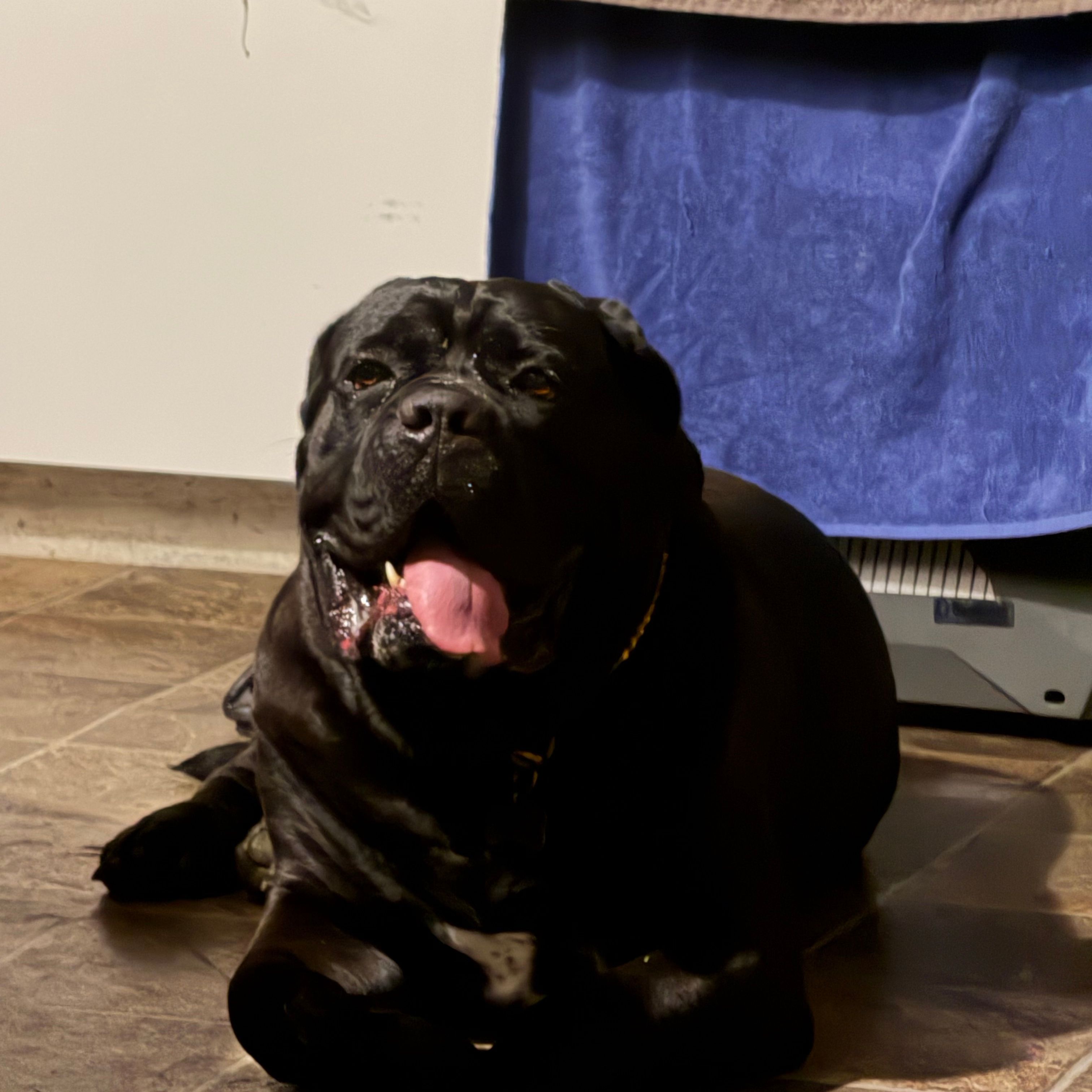 Duke