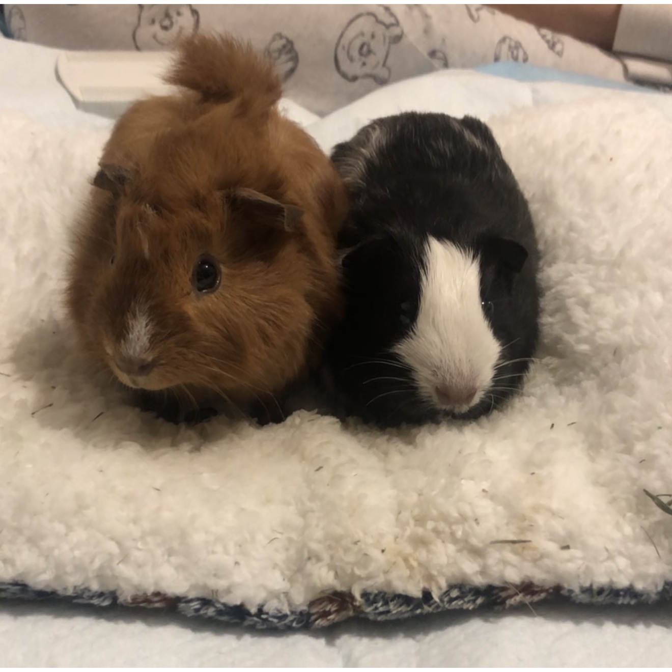 Ozzie & Oscar