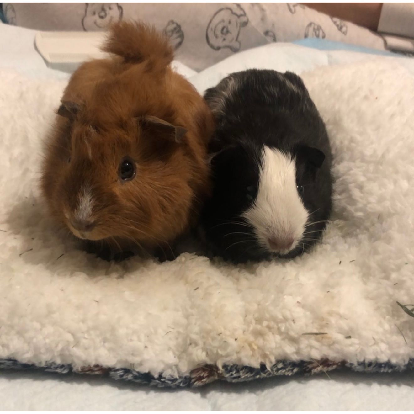Ozzie & Oscar